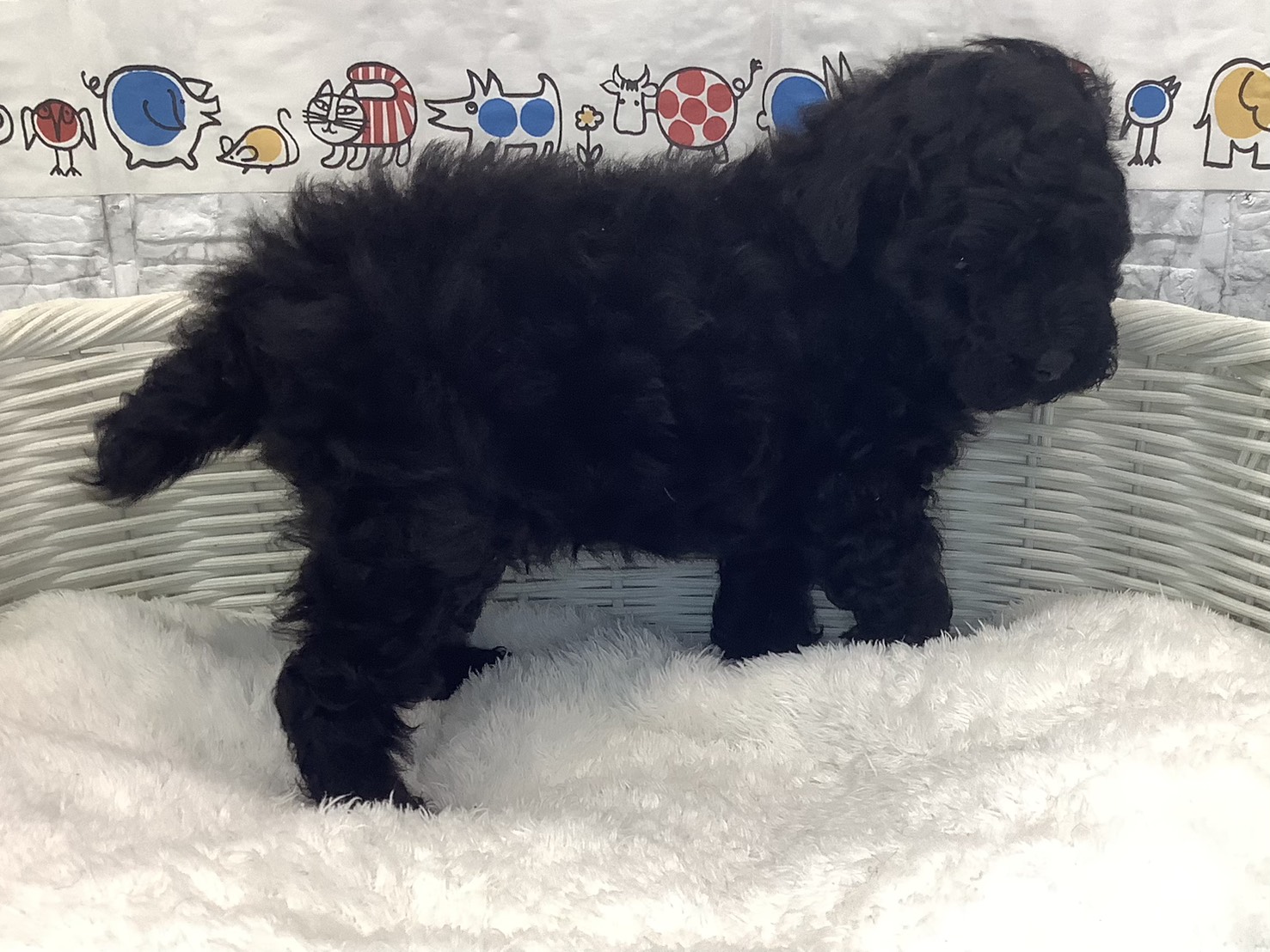 静岡県のトイプードル(トイ) (マルエスペット島田店/2025年8月24日生まれ/男の子/ブラック)の子犬の2枚目の画像