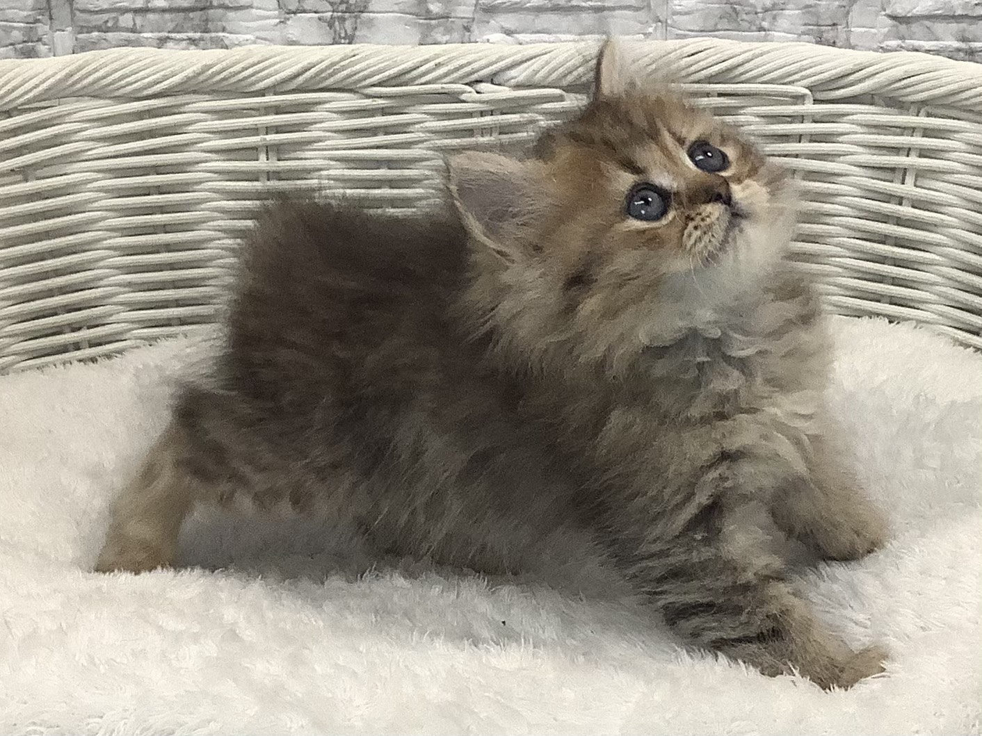 静岡県のペルシャ (マルエスペット富士店/2025年8月22日生まれ/女の子/チンチラゴールデン)の子猫の2枚目の画像