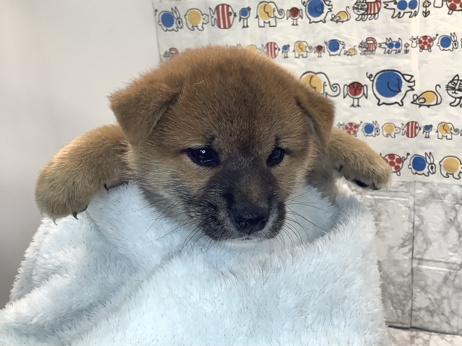 静岡県の柴犬(標準サイズ) (マルエスペット御殿場店/2025年8月24日生まれ/男の子/赤)の子犬の3枚目の画像