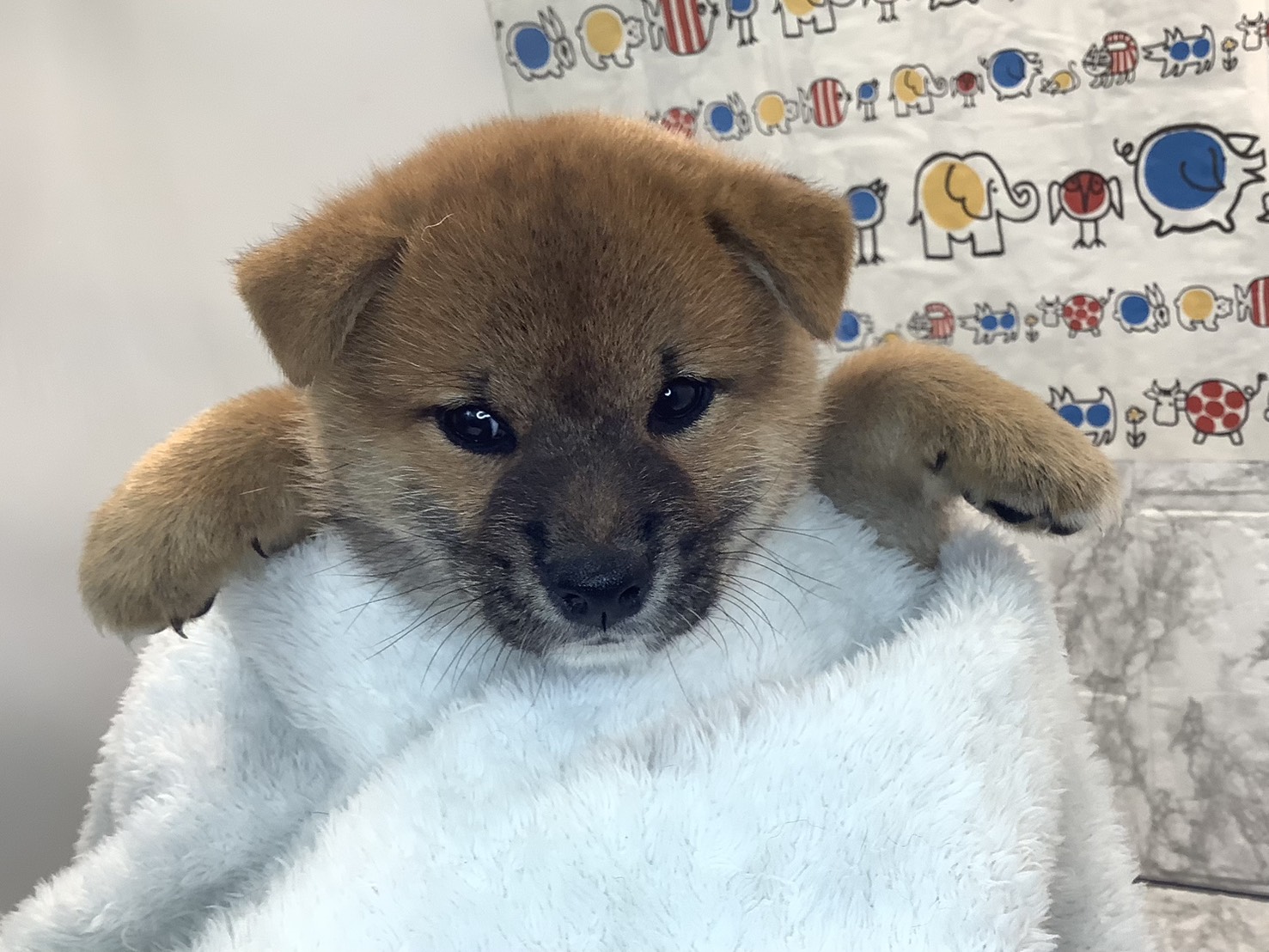 静岡県の柴犬(標準サイズ) (マルエスペット御殿場店/2025年8月24日生まれ/男の子/赤)の子犬の2枚目の画像