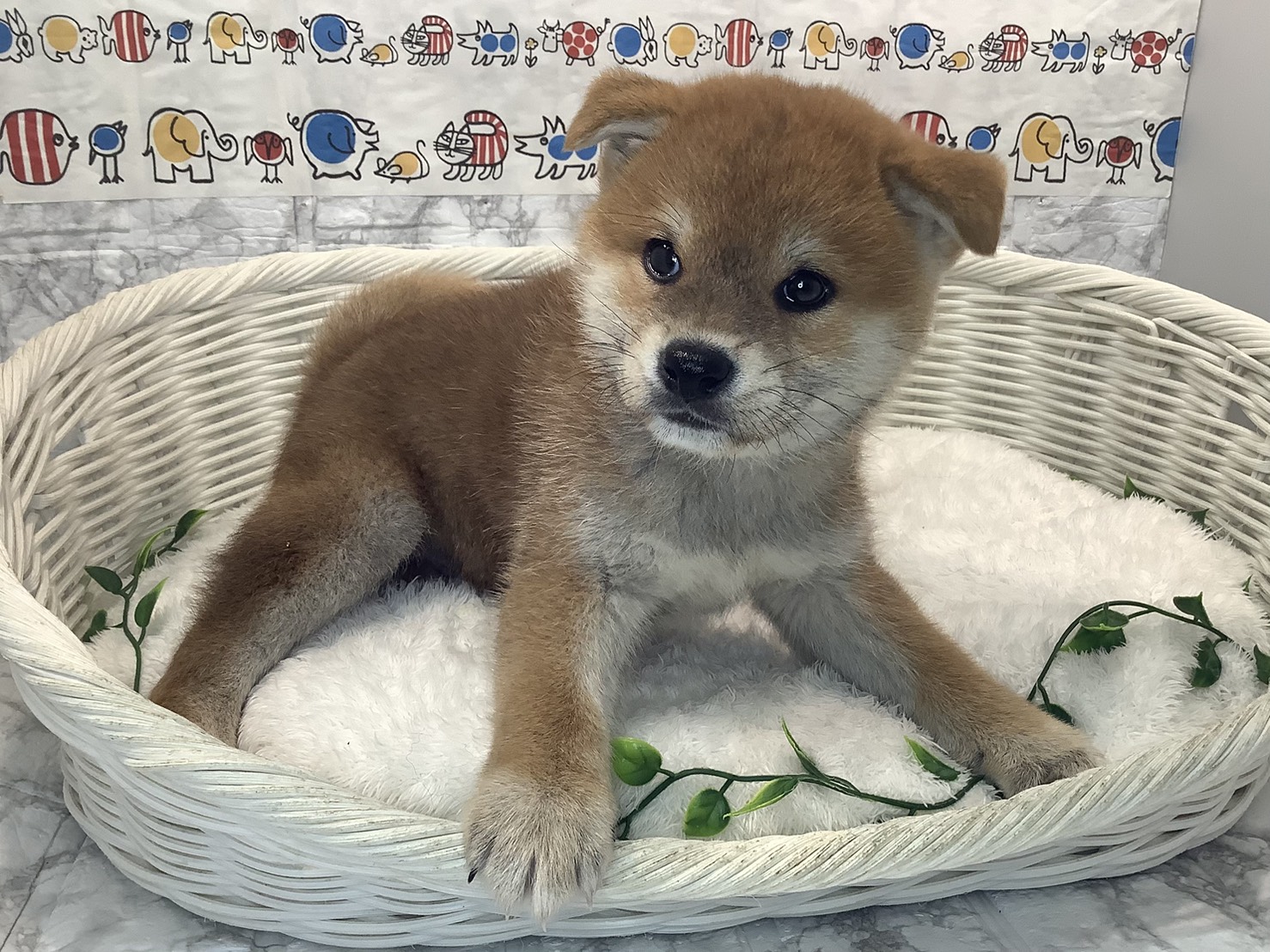 広島県の柴犬(標準サイズ) (マルエスペット広島段原ショッピングセンター店/2025年8月24日生まれ/男の子/赤)の子犬の2枚目の画像
