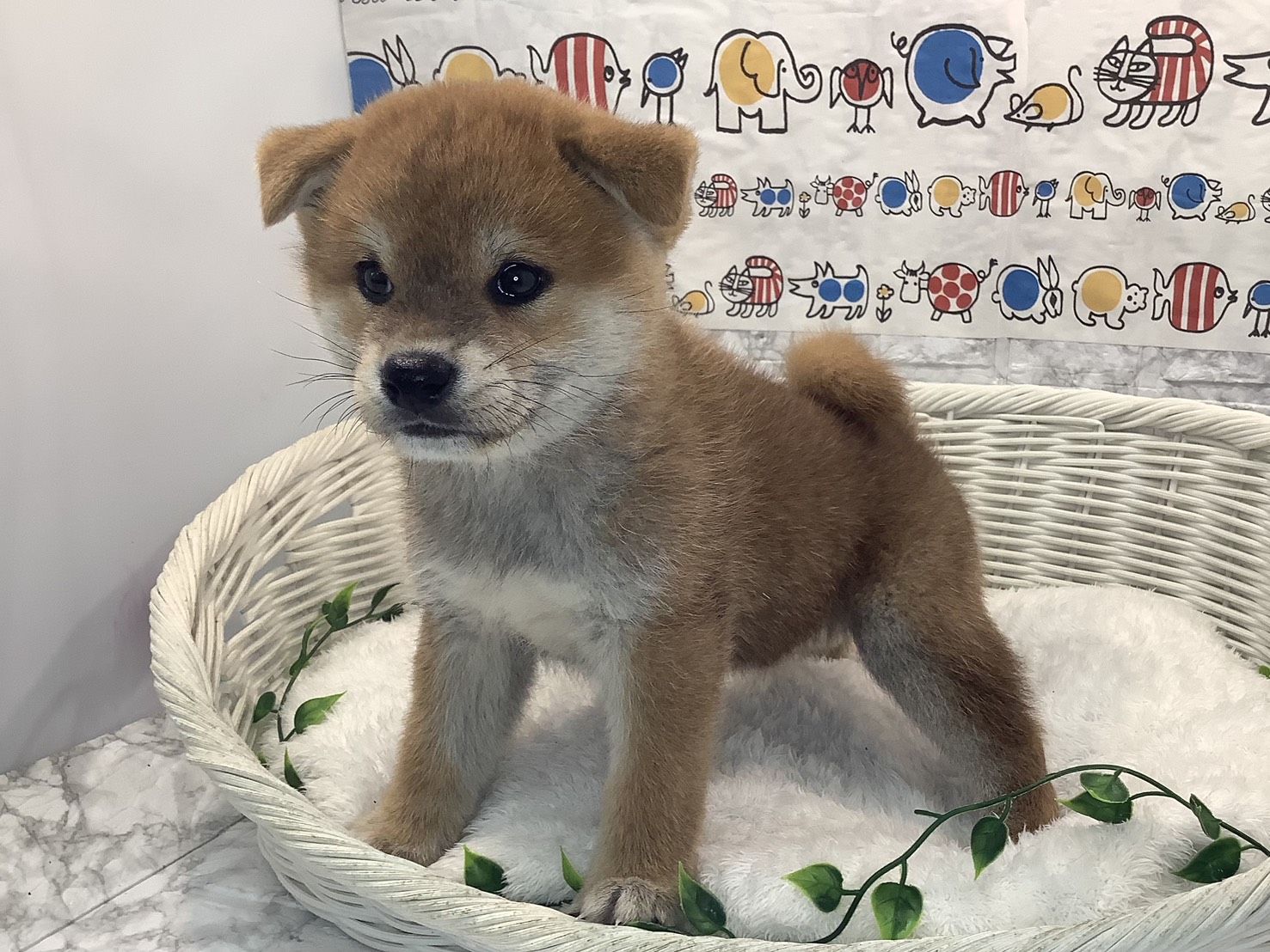 広島県の柴犬(標準サイズ) (マルエスペット広島段原ショッピングセンター店/2025年8月24日生まれ/男の子/赤)の子犬の3枚目の画像