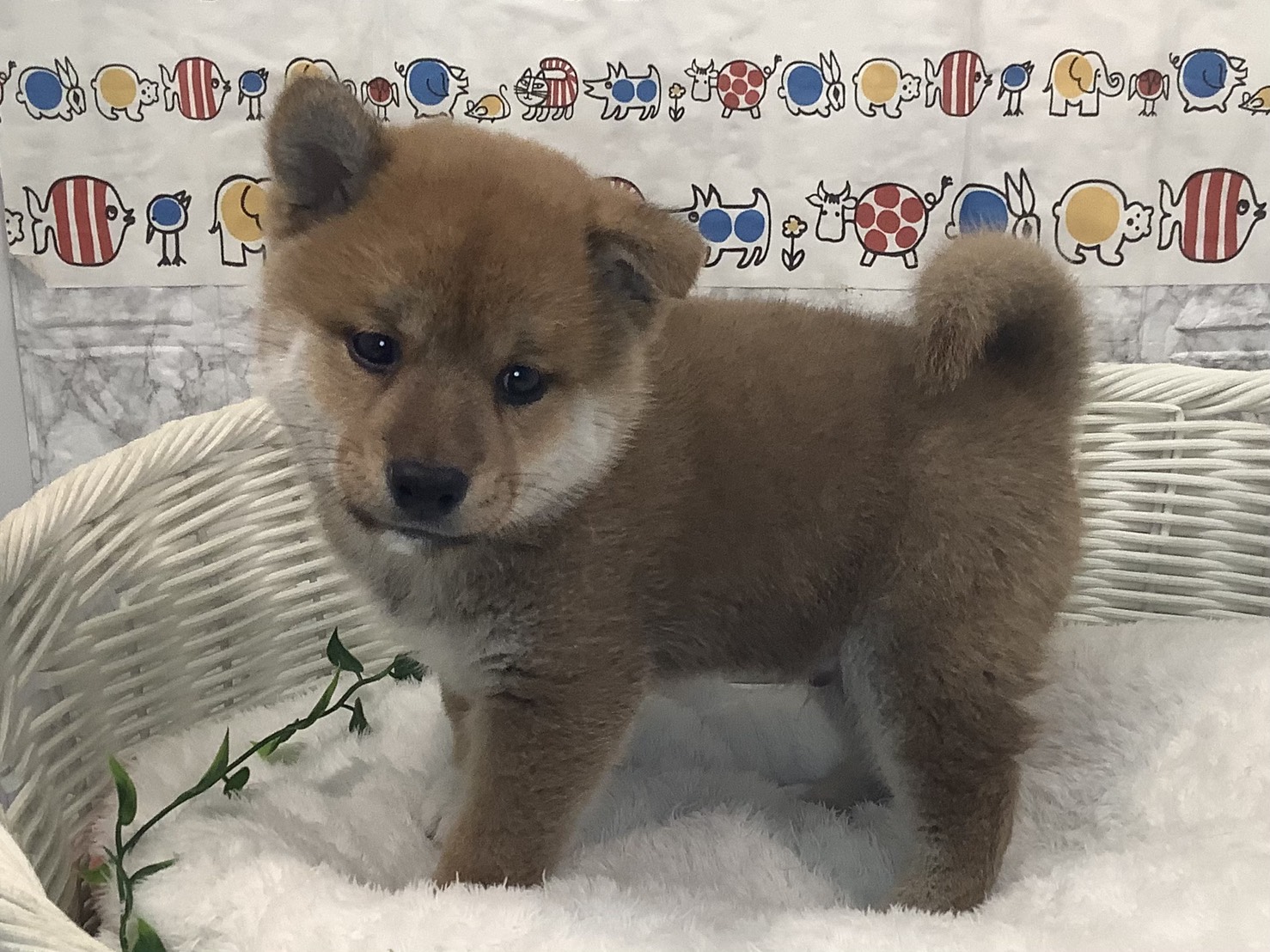 奈良県の豆柴 (マルエスペット 富雄店/2025年8月23日生まれ/男の子/赤)の子犬の3枚目の画像