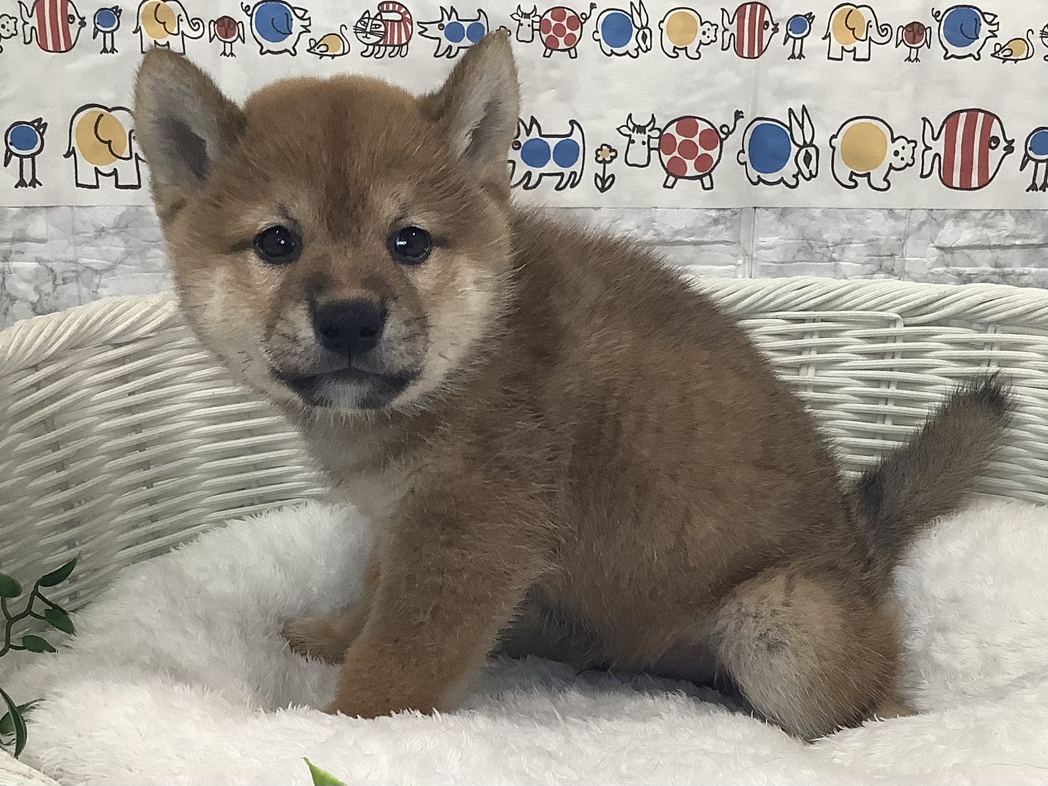 静岡県の柴犬(標準サイズ) (マルエスペット島田店/2025年8月25日生まれ/男の子/赤)の子犬の3枚目の画像
