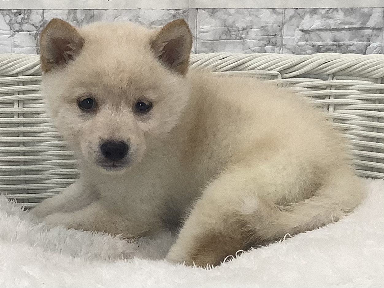 千葉県の柴犬(標準サイズ) (マルエスペット千鳥町店/2025年8月15日生まれ/男の子/白)の子犬の3枚目の画像