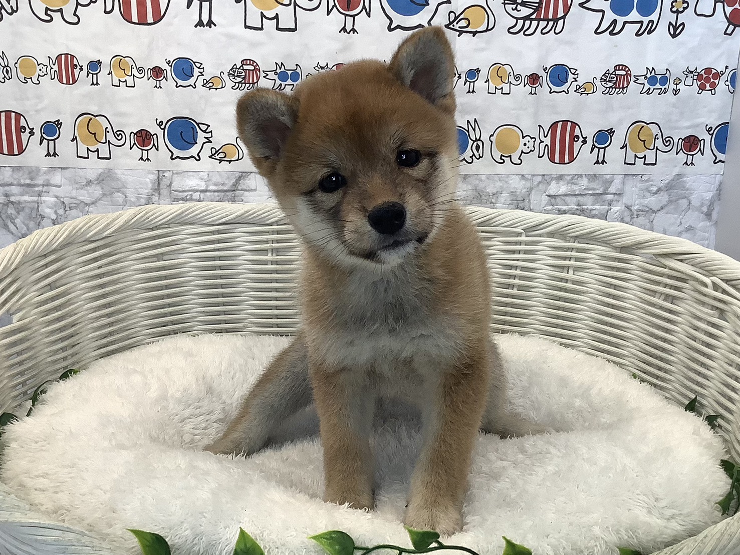 奈良県の柴犬(標準サイズ) (マルエスペット 富雄店/2025年8月27日生まれ/女の子/赤)の子犬の1枚目の画像