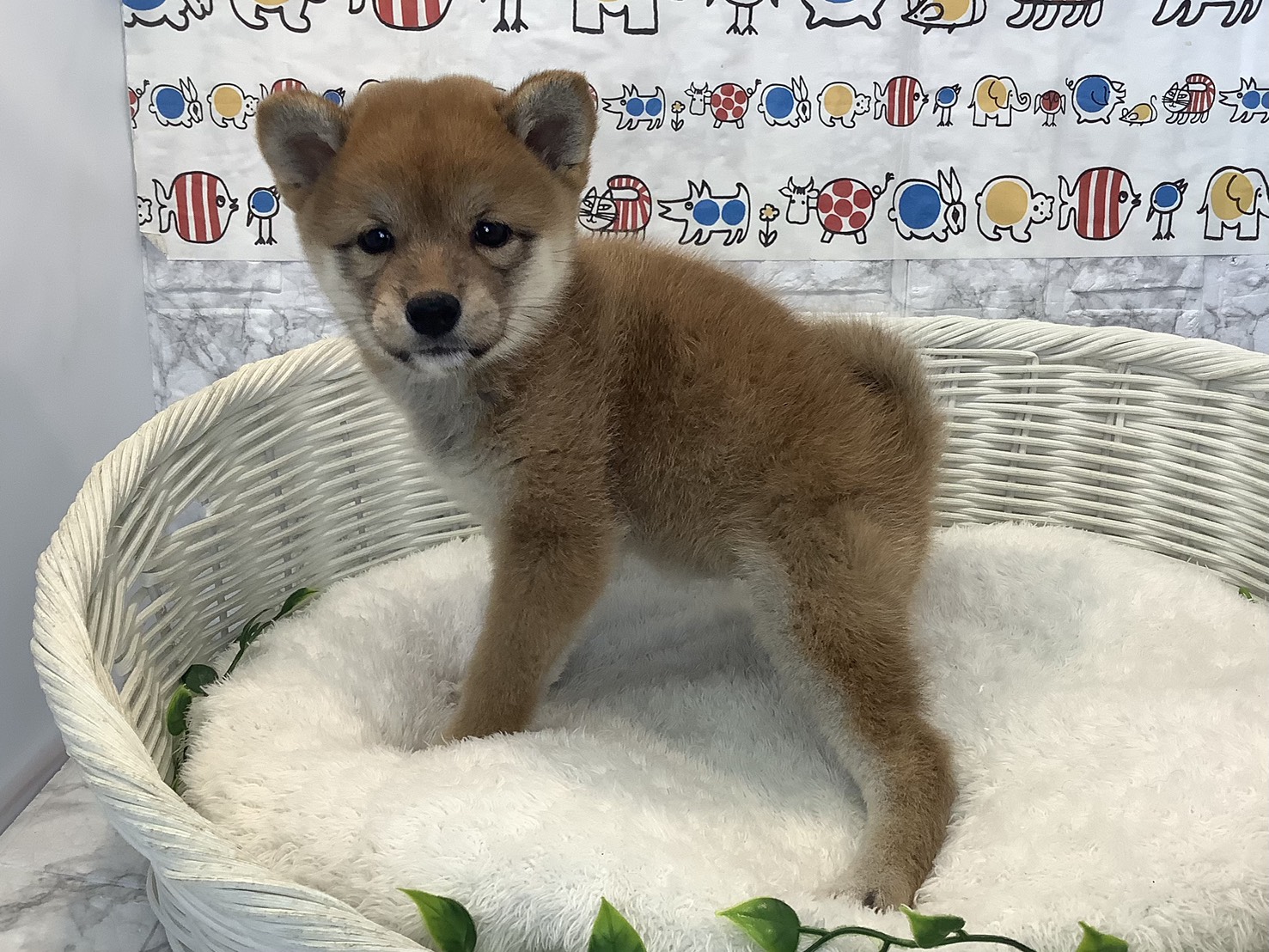 奈良県の柴犬(標準サイズ) (マルエスペット 富雄店/2025年8月27日生まれ/女の子/赤)の子犬の3枚目の画像