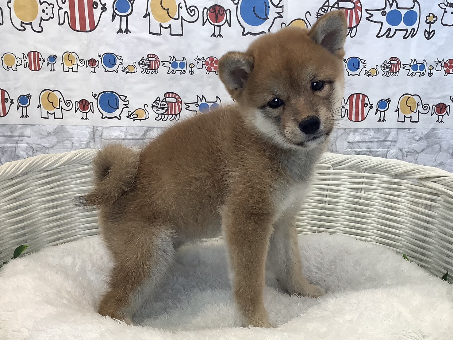 奈良県の柴犬(標準サイズ) (マルエスペット 富雄店/2025年8月27日生まれ/女の子/赤)の子犬の2枚目の画像