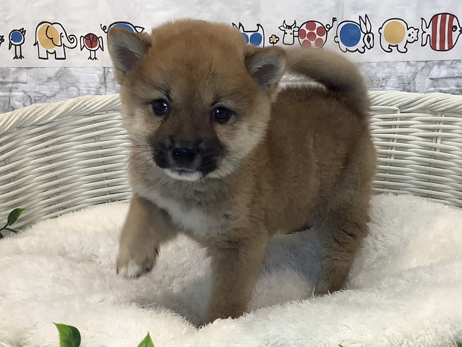 奈良県の柴犬(標準サイズ) (マルエスペット 奈良店/2025年8月28日生まれ/男の子/赤)の子犬の3枚目の画像