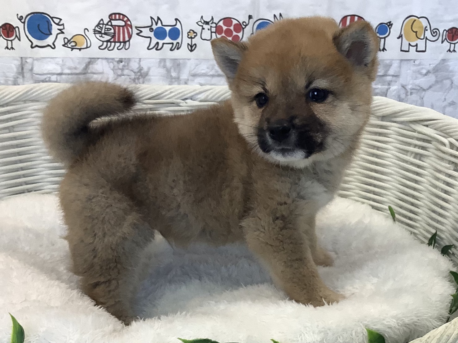 奈良県の柴犬(標準サイズ) (マルエスペット 奈良店/2025年8月28日生まれ/男の子/赤)の子犬の2枚目の画像