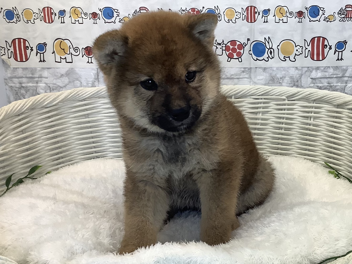 奈良県の柴犬(標準サイズ) (ペットアミ生駒店/2025年8月30日生まれ/男の子/赤)の子犬の1枚目の画像