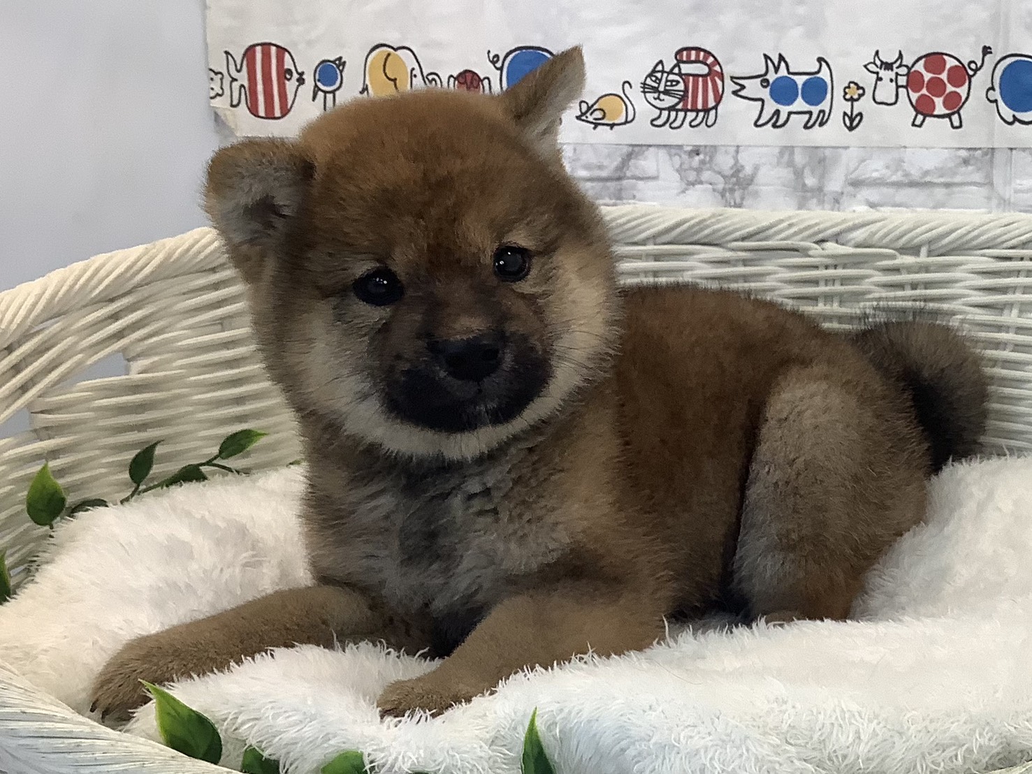 奈良県の柴犬(標準サイズ) (ペットアミ生駒店/2025年8月30日生まれ/男の子/赤)の子犬の3枚目の画像