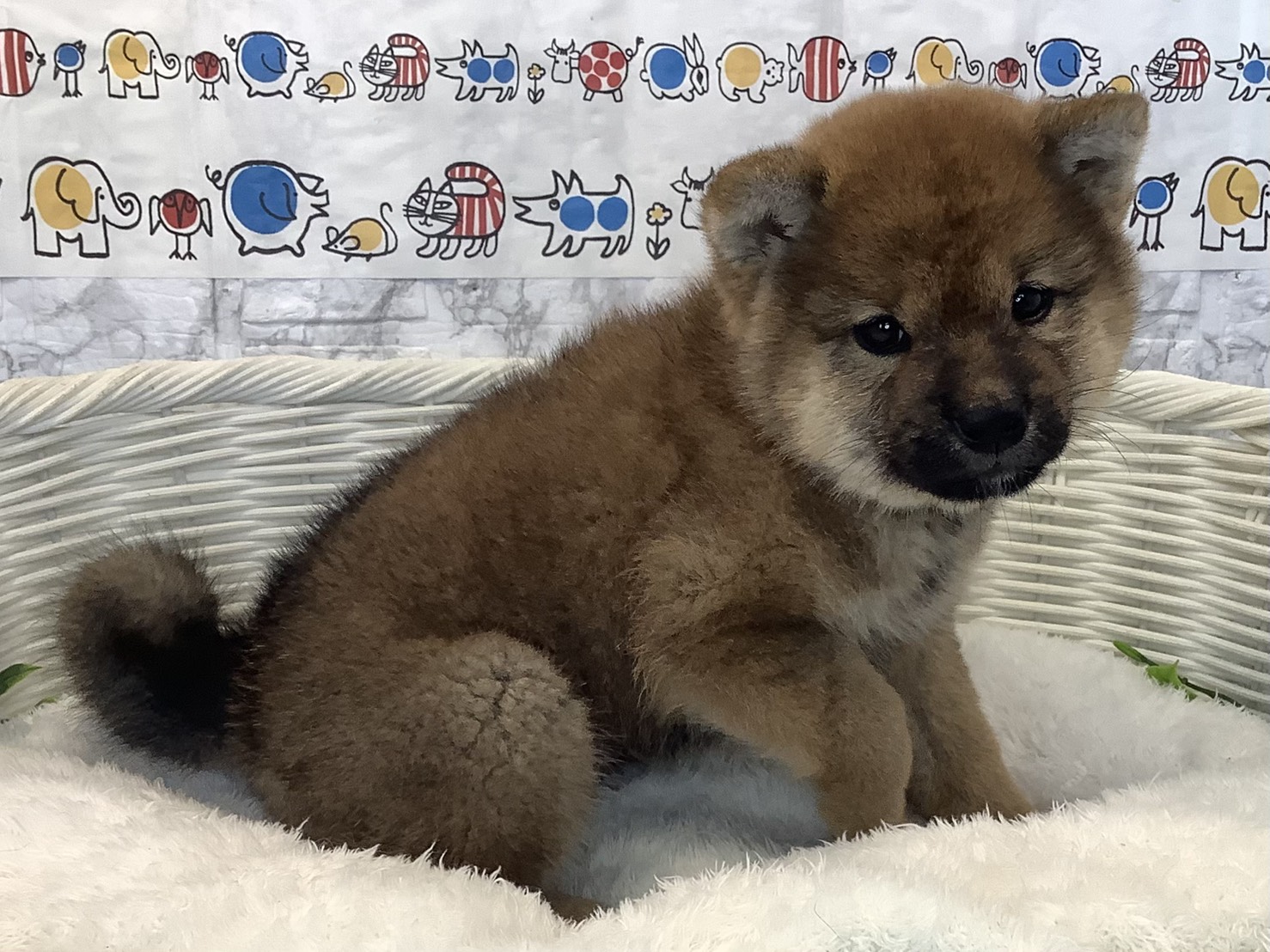 奈良県の柴犬(標準サイズ) (ペットアミ生駒店/2025年8月30日生まれ/男の子/赤)の子犬の2枚目の画像