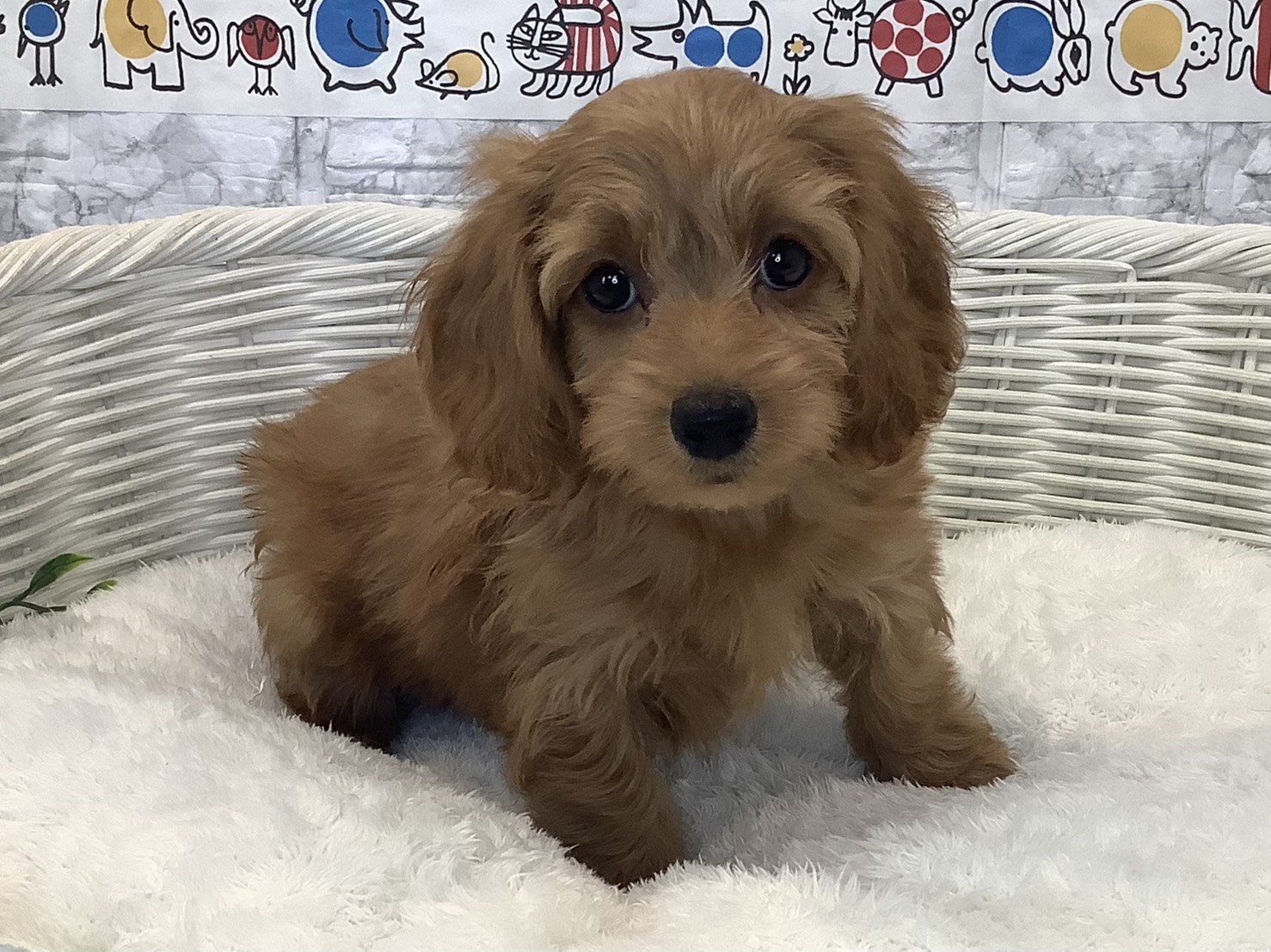 奈良県のダップー(ダックス×プードル) (マルエスペット いかるが店/2025年8月24日生まれ/女の子/レッド)の子犬の2枚目の画像