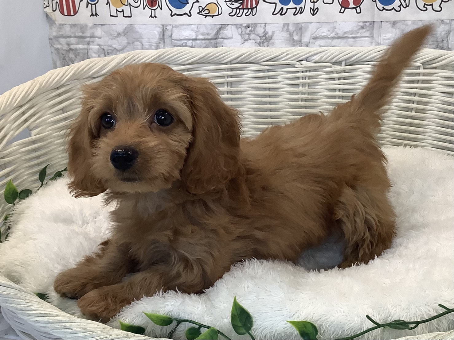 奈良県のダップー(ダックス×プードル) (マルエスペット いかるが店/2025年8月24日生まれ/女の子/レッド)の子犬の3枚目の画像