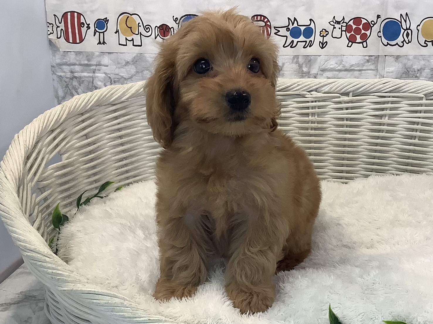 愛知県のダップー(ダックス×プードル) (ペッツワン岡崎美合店/2025年8月24日生まれ/男の子/アプリコット)の子犬の1枚目の画像