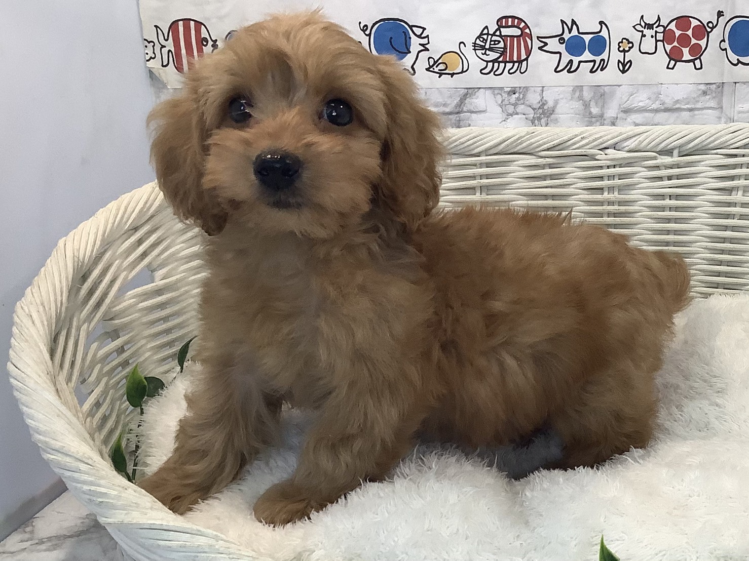 愛知県のダップー(ダックス×プードル) (ペッツワン岡崎美合店/2025年8月24日生まれ/男の子/アプリコット)の子犬の3枚目の画像