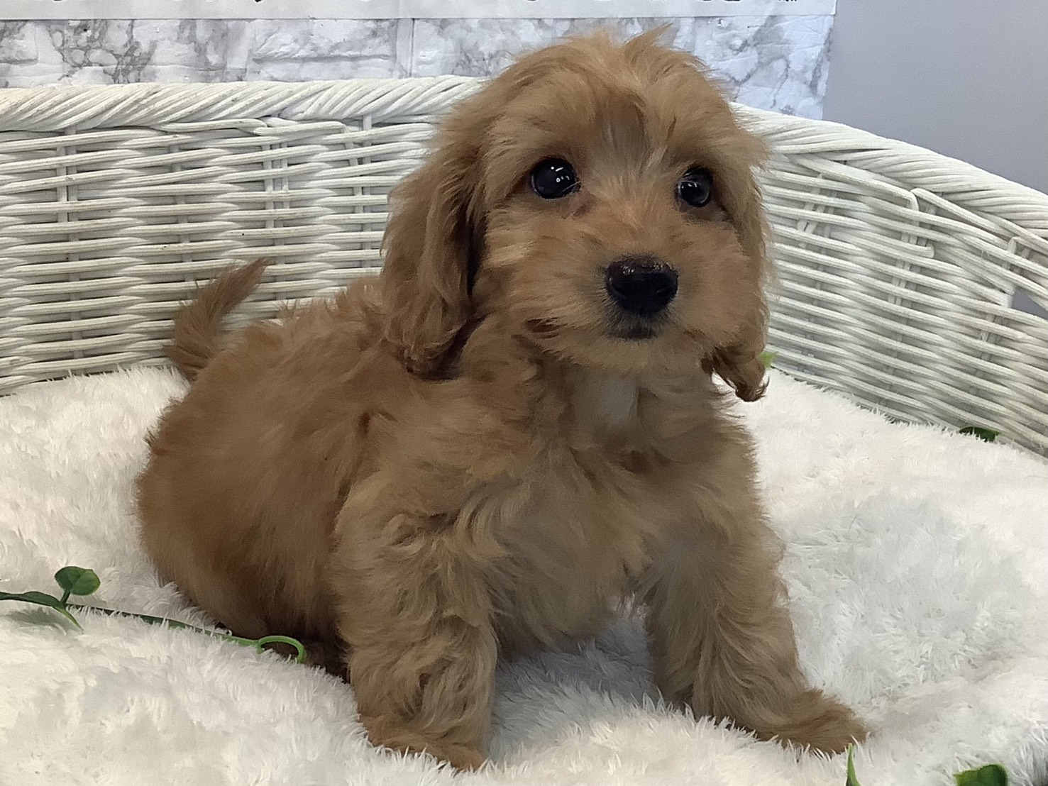 愛知県のダップー(ダックス×プードル) (ペッツワン岡崎美合店/2025年8月24日生まれ/男の子/アプリコット)の子犬の2枚目の画像