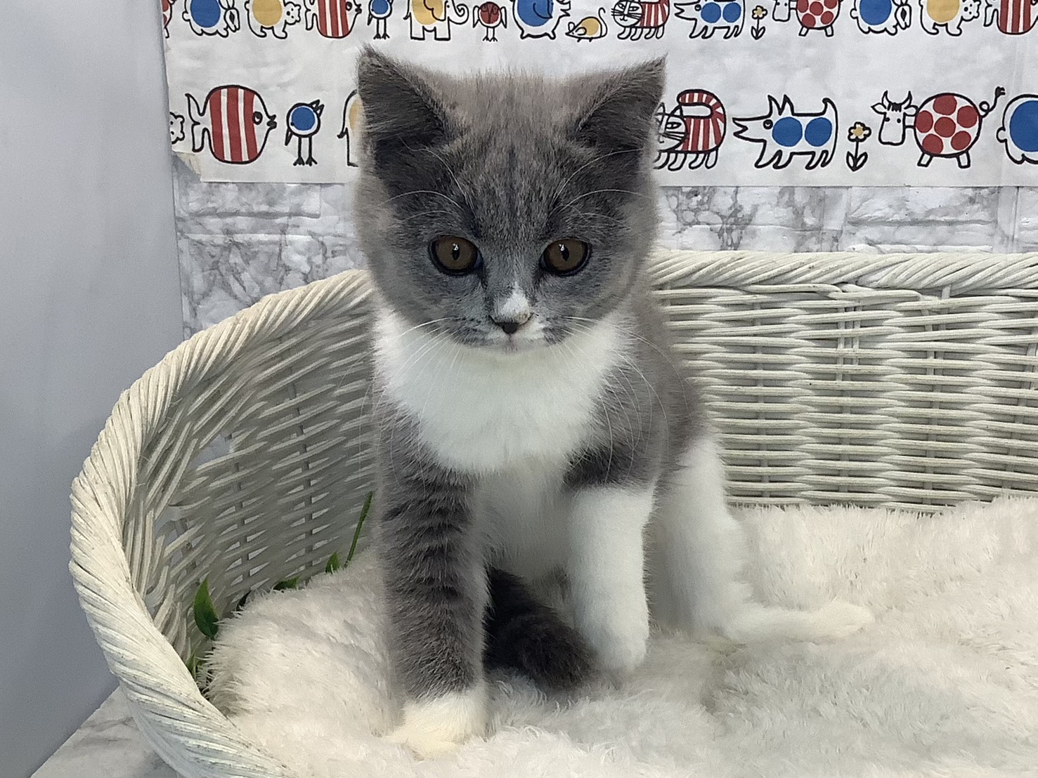 静岡県のブリティッシュショートヘアー (マルエスペット富士店/2025年8月11日生まれ/女の子/ブルーホワイト)の子猫の1枚目の画像