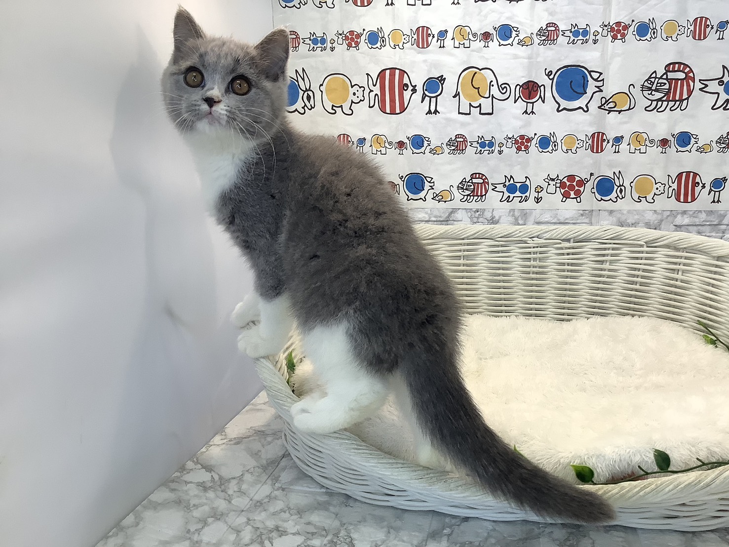 静岡県のブリティッシュショートヘアー (マルエスペット富士店/2025年8月11日生まれ/女の子/ブルーホワイト)の子猫の3枚目の画像