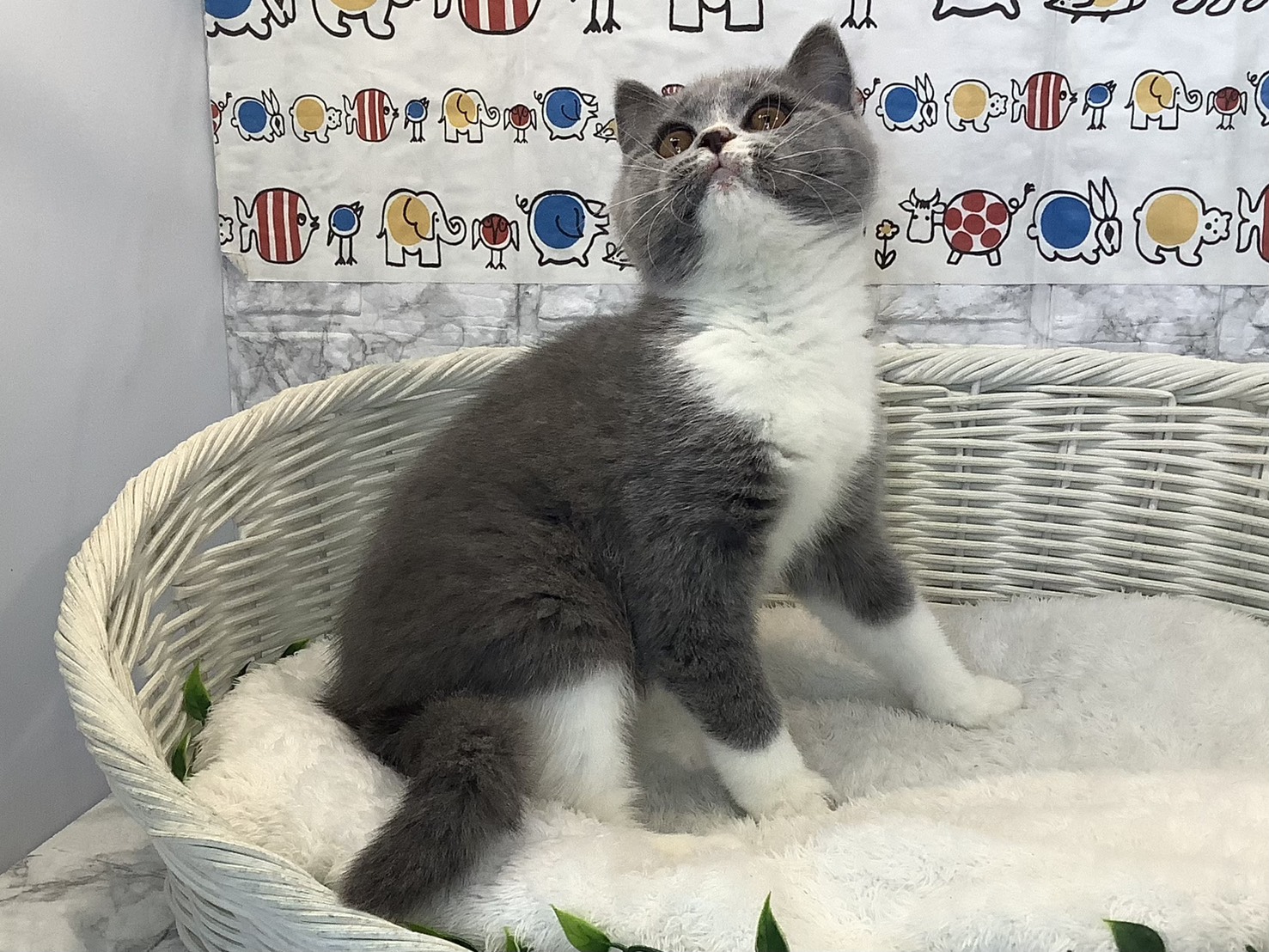 静岡県のブリティッシュショートヘアー (マルエスペット富士店/2025年8月11日生まれ/女の子/ブルーホワイト)の子猫の2枚目の画像