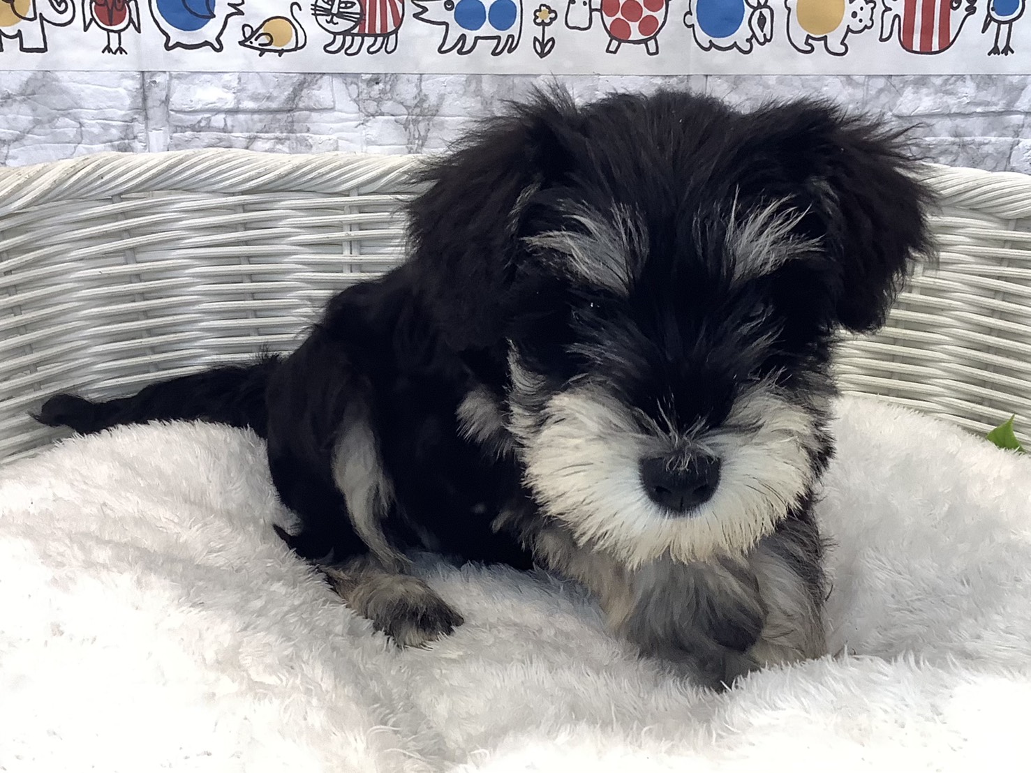 静岡県のミニチュアシュナウザー (マルエスペット富士店/2025年9月1日生まれ/男の子/ブラックシルバー)の子犬の2枚目の画像