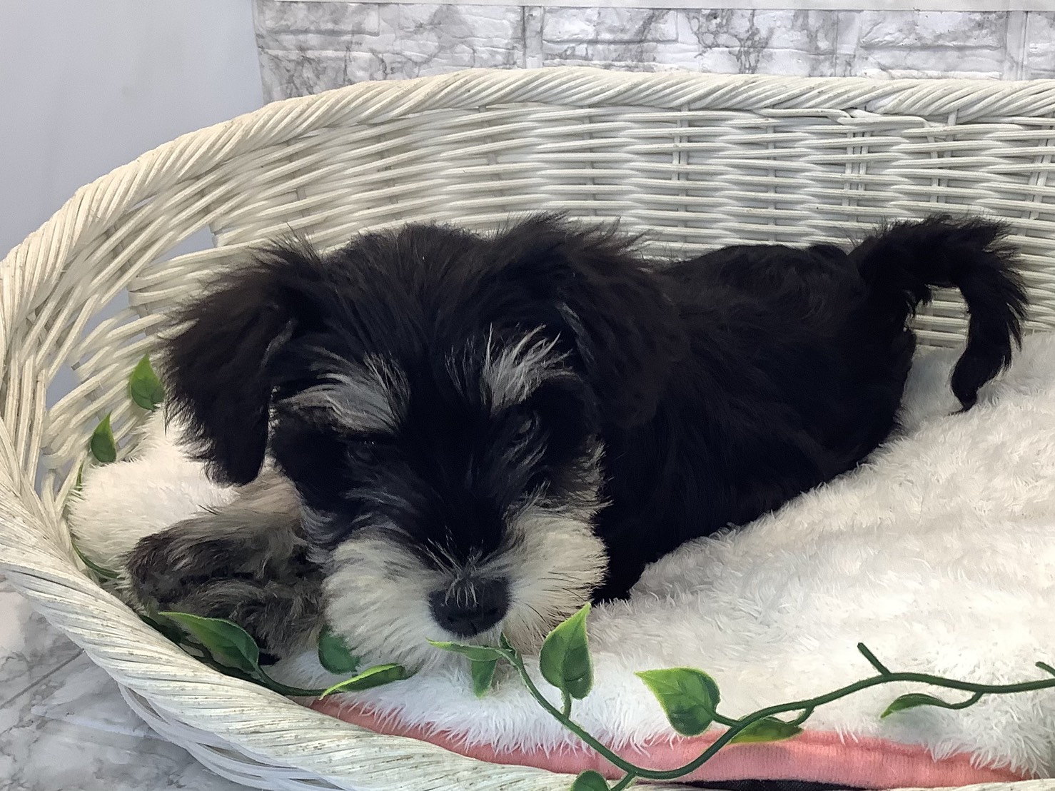 静岡県のミニチュアシュナウザー (マルエスペット富士店/2025年9月1日生まれ/男の子/ブラックシルバー)の子犬の3枚目の画像