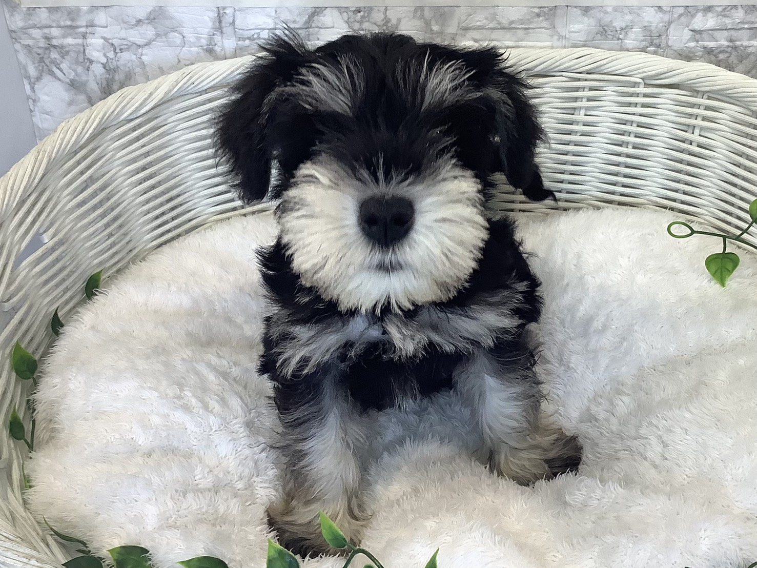 静岡県のミニチュアシュナウザー (マルエスペット富士店/2025年9月1日生まれ/男の子/ブラックシルバー)の子犬の1枚目の画像