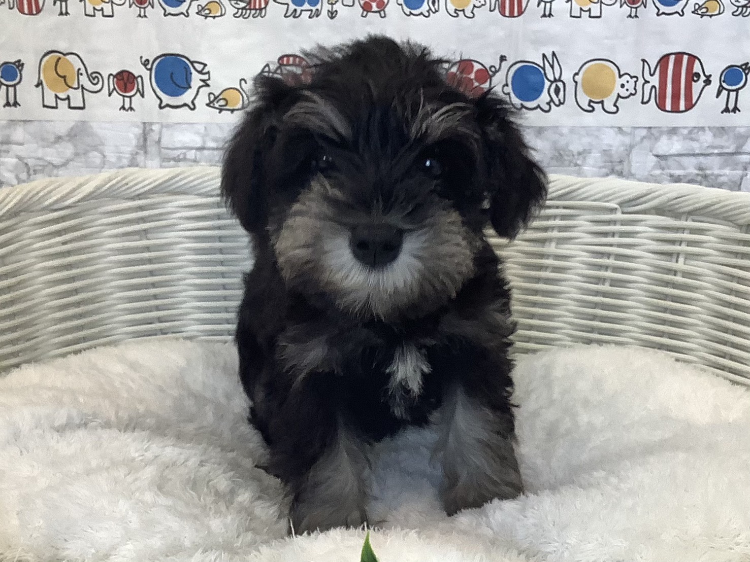 奈良県のミニチュアシュナウザー (マルエスペット いかるが店/2025年9月1日生まれ/女の子/ブラックシルバー)の子犬の1枚目の画像