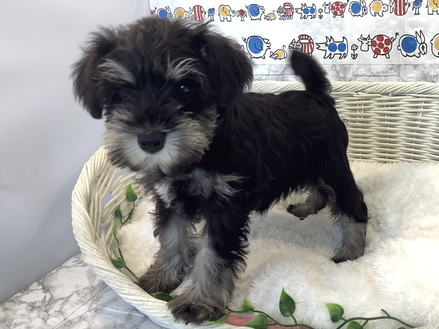 奈良県のミニチュアシュナウザー (マルエスペット いかるが店/2025年9月1日生まれ/女の子/ブラックシルバー)の子犬の3枚目の画像