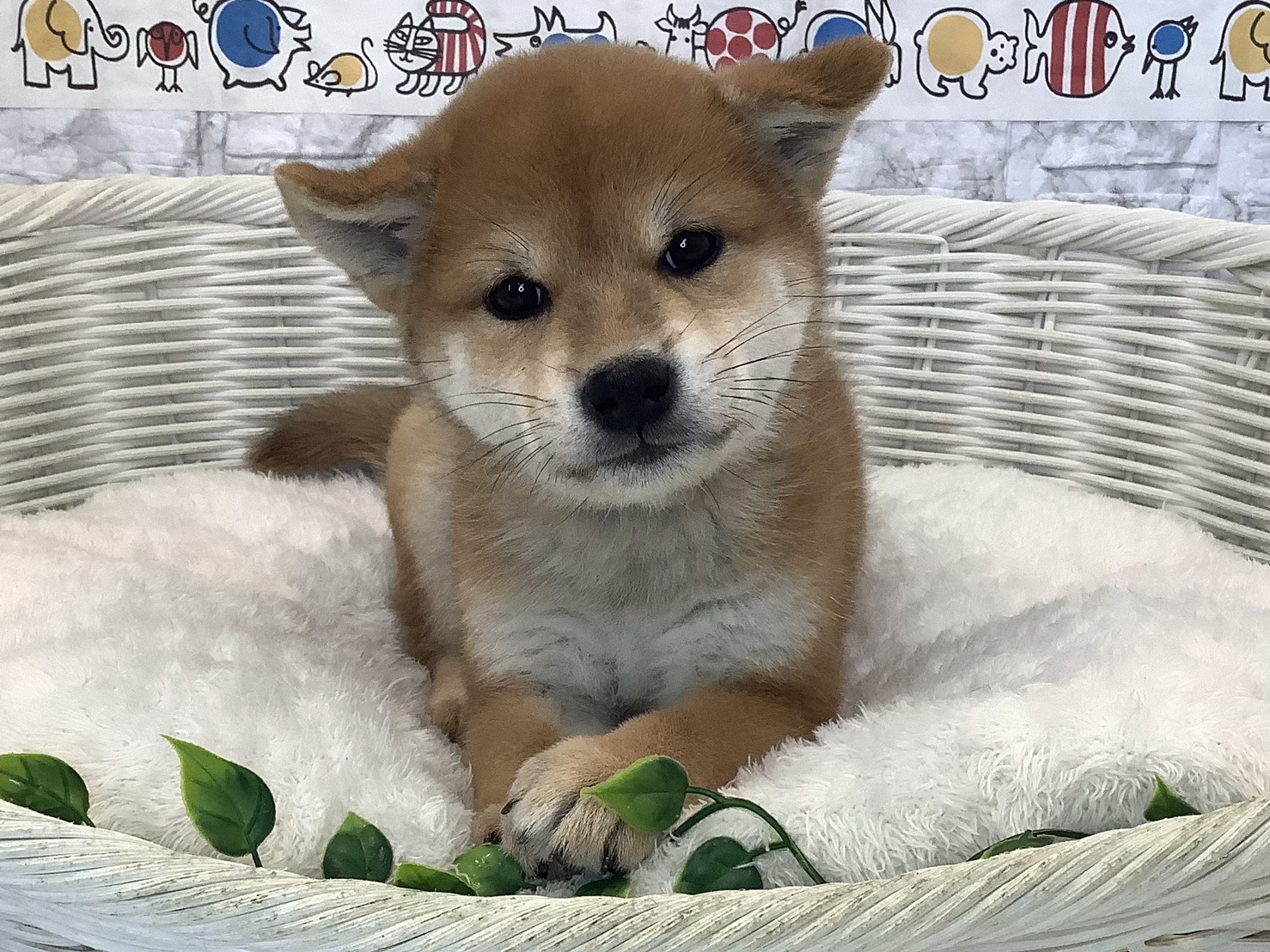 愛知県の柴犬(標準サイズ) (ペッツワン岡崎美合店/2025年8月30日生まれ/男の子/赤)の子犬の1枚目の画像