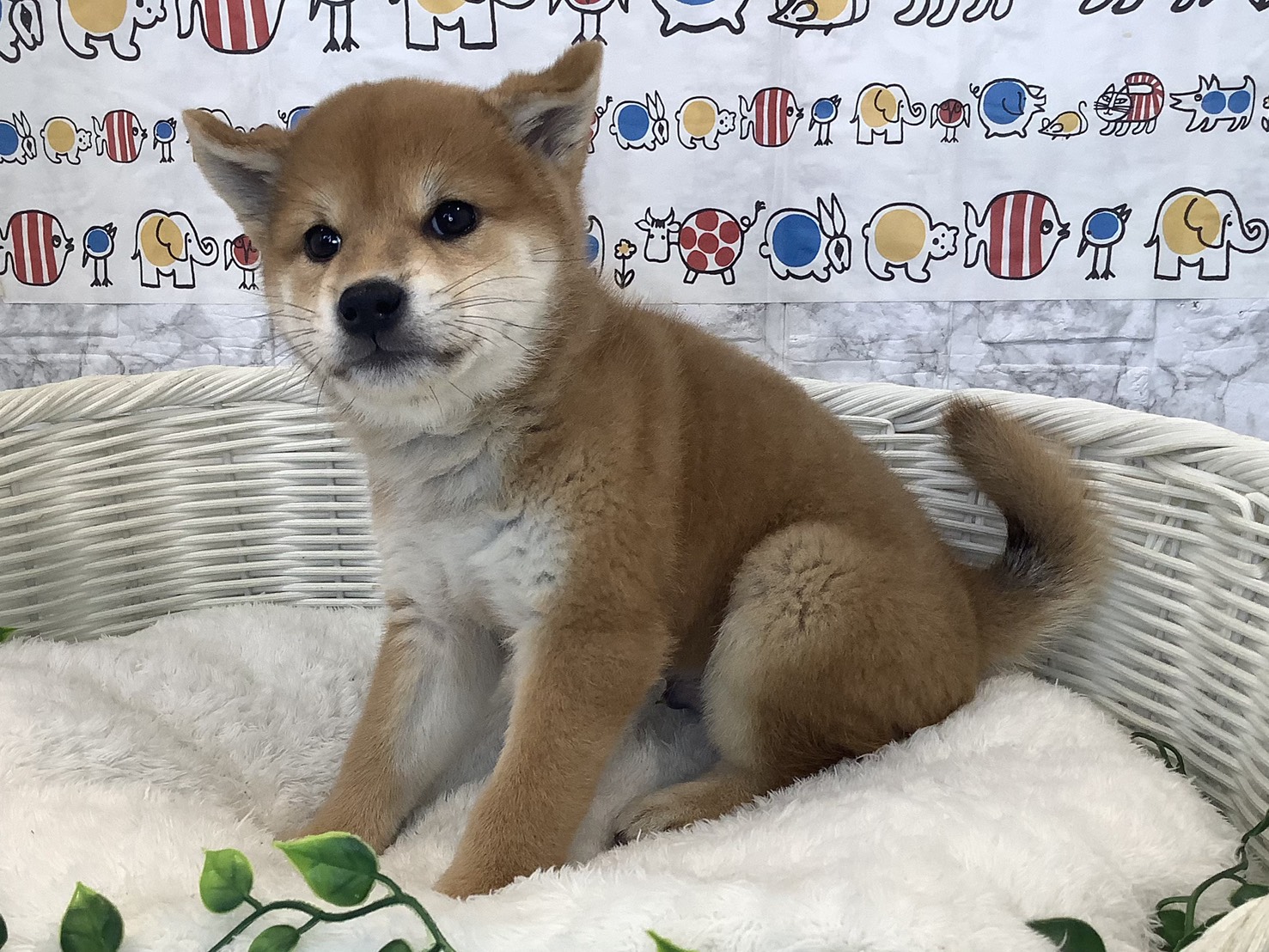 愛知県の柴犬(標準サイズ) (ペッツワン岡崎美合店/2025年8月30日生まれ/男の子/赤)の子犬の3枚目の画像