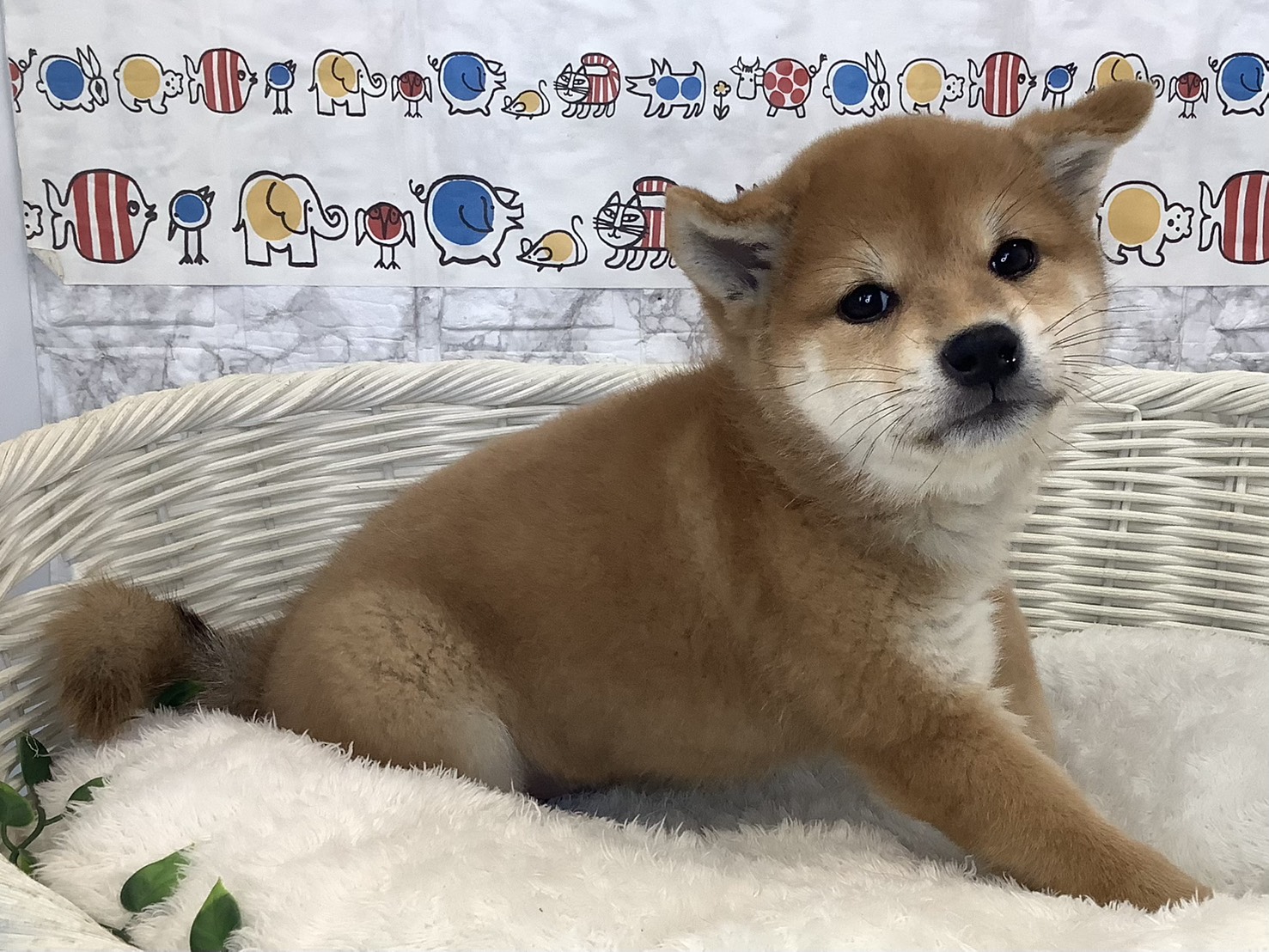 愛知県の柴犬(標準サイズ) (ペッツワン岡崎美合店/2025年8月30日生まれ/男の子/赤)の子犬の2枚目の画像