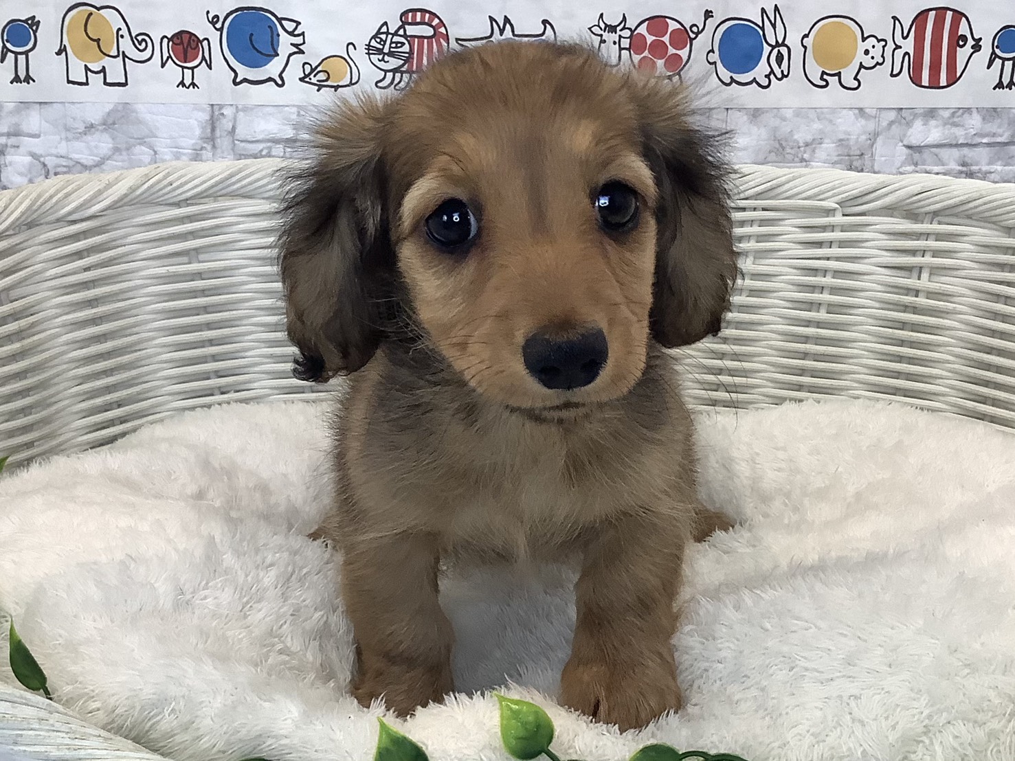 神奈川県のミニチュアダックスフンド(ロング) (マルエスペット湯河原店/2025年8月25日生まれ/女の子/シェーデットレッド)の子犬の1枚目の画像