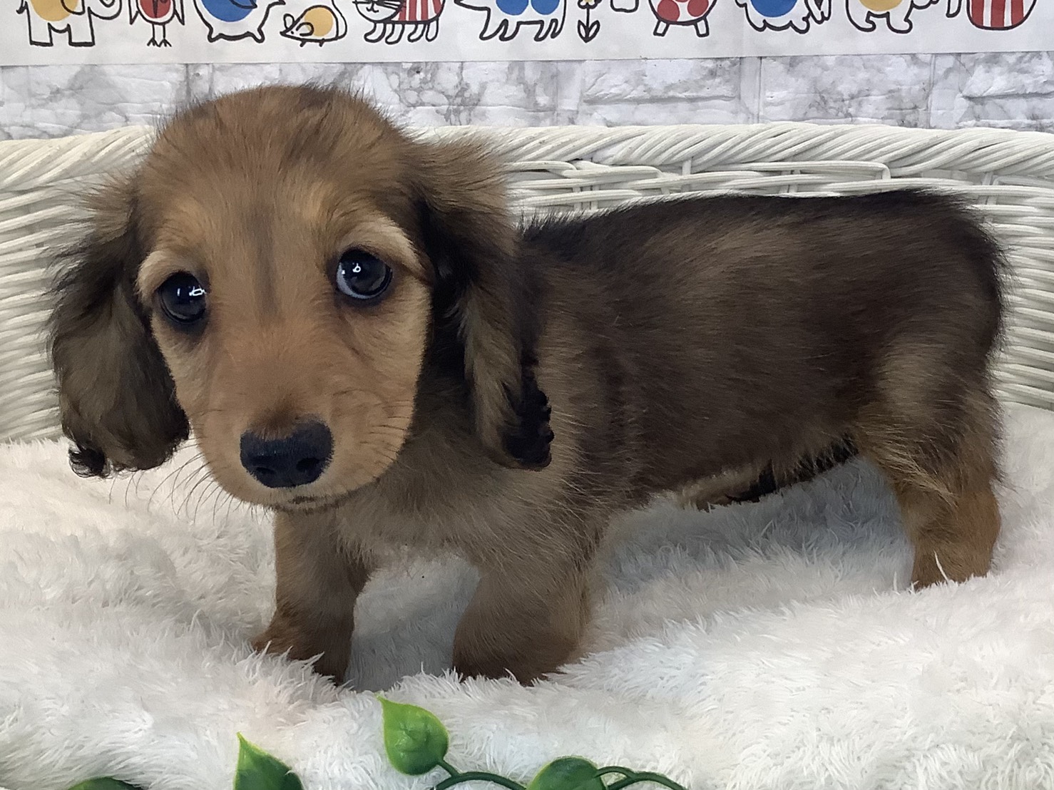 神奈川県のミニチュアダックスフンド(ロング) (マルエスペット湯河原店/2025年8月25日生まれ/女の子/シェーデットレッド)の子犬の3枚目の画像