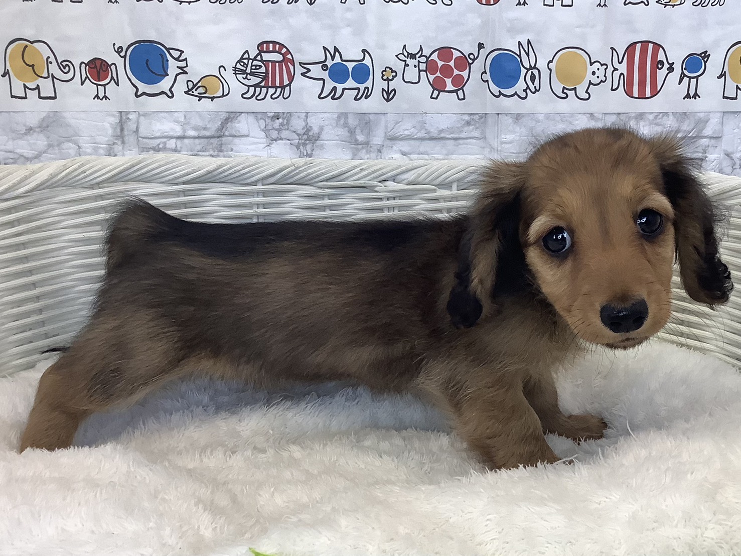 神奈川県のミニチュアダックスフンド(ロング) (マルエスペット湯河原店/2025年8月25日生まれ/女の子/シェーデットレッド)の子犬の2枚目の画像