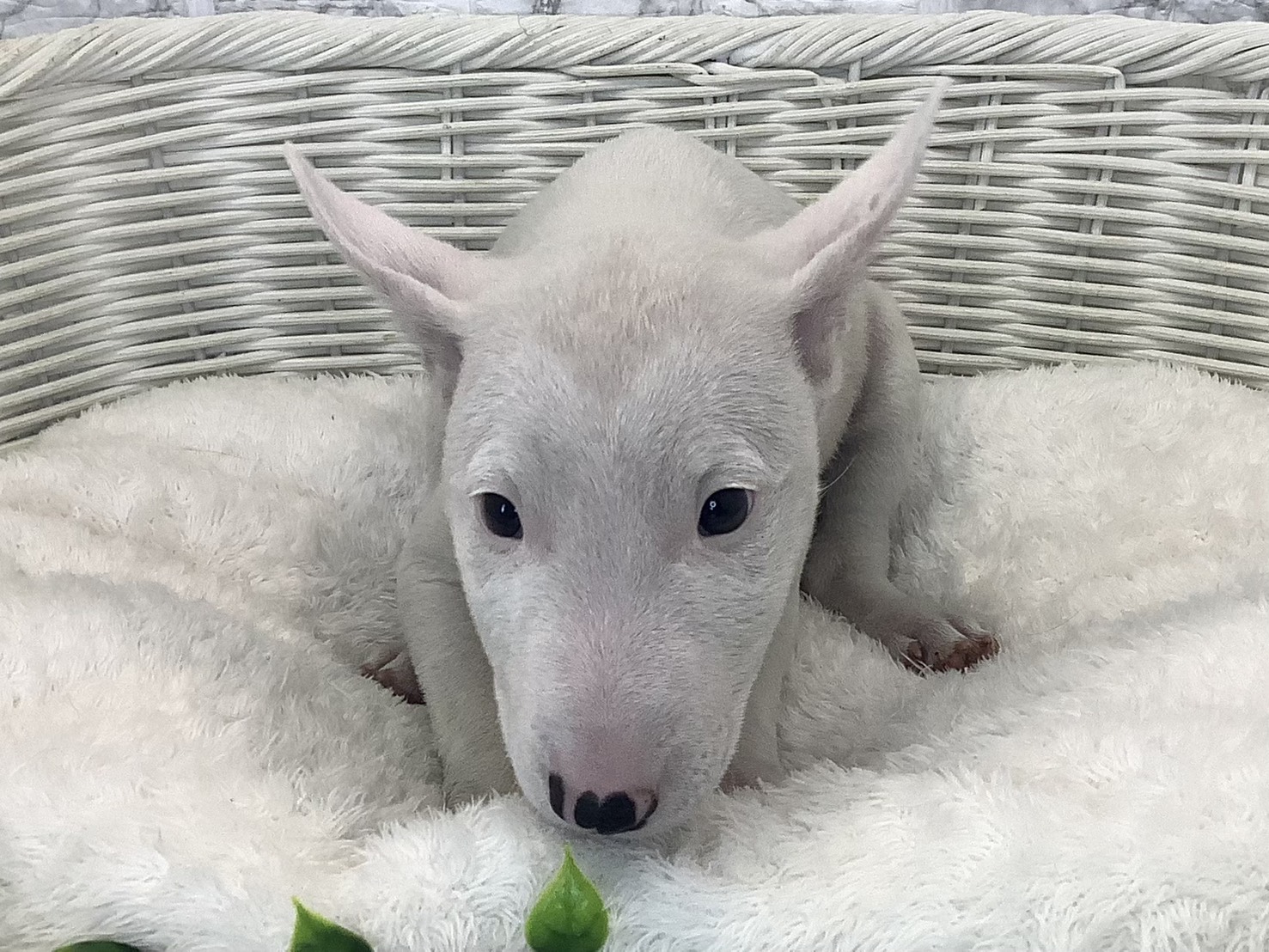 静岡県のミニチュアブルテリア (マルエスペットホームアシスト店/2025年8月26日生まれ/女の子/ホワイト)の子犬の1枚目の画像