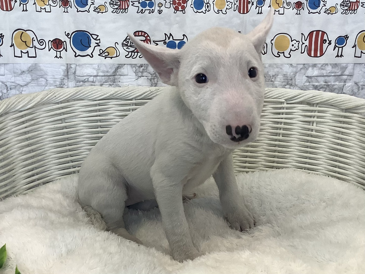 静岡県のミニチュアブルテリア (マルエスペットホームアシスト店/2025年8月26日生まれ/女の子/ホワイト)の子犬の2枚目の画像