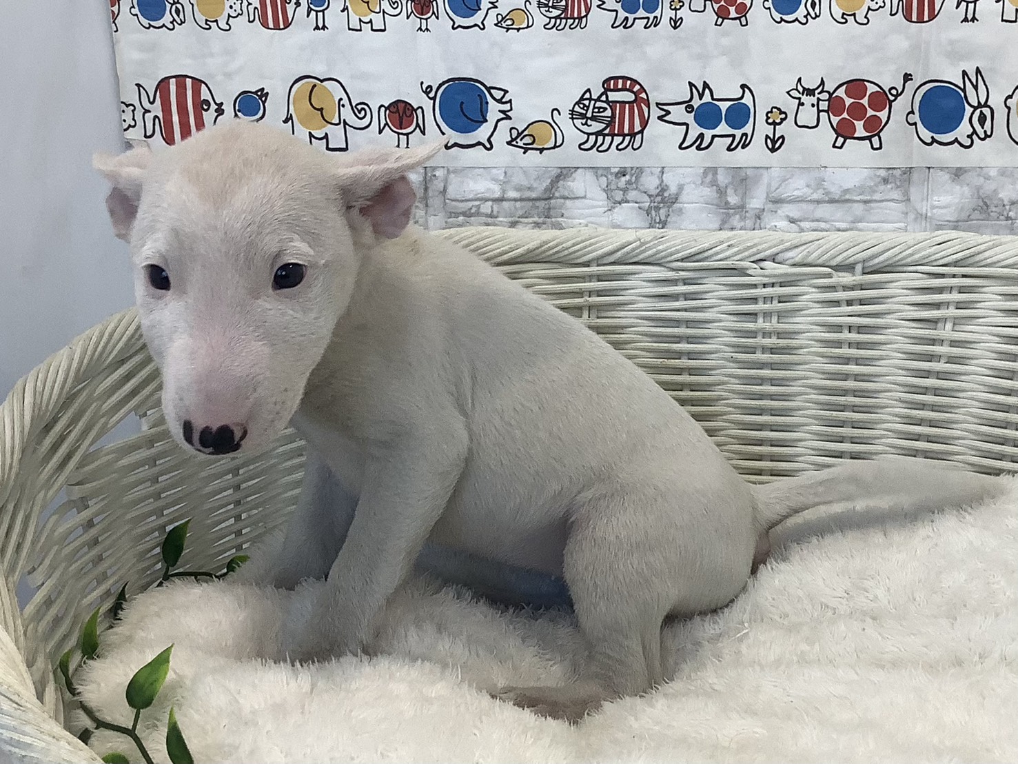 静岡県のミニチュアブルテリア (マルエスペットホームアシスト店/2025年8月26日生まれ/女の子/ホワイト)の子犬の3枚目の画像