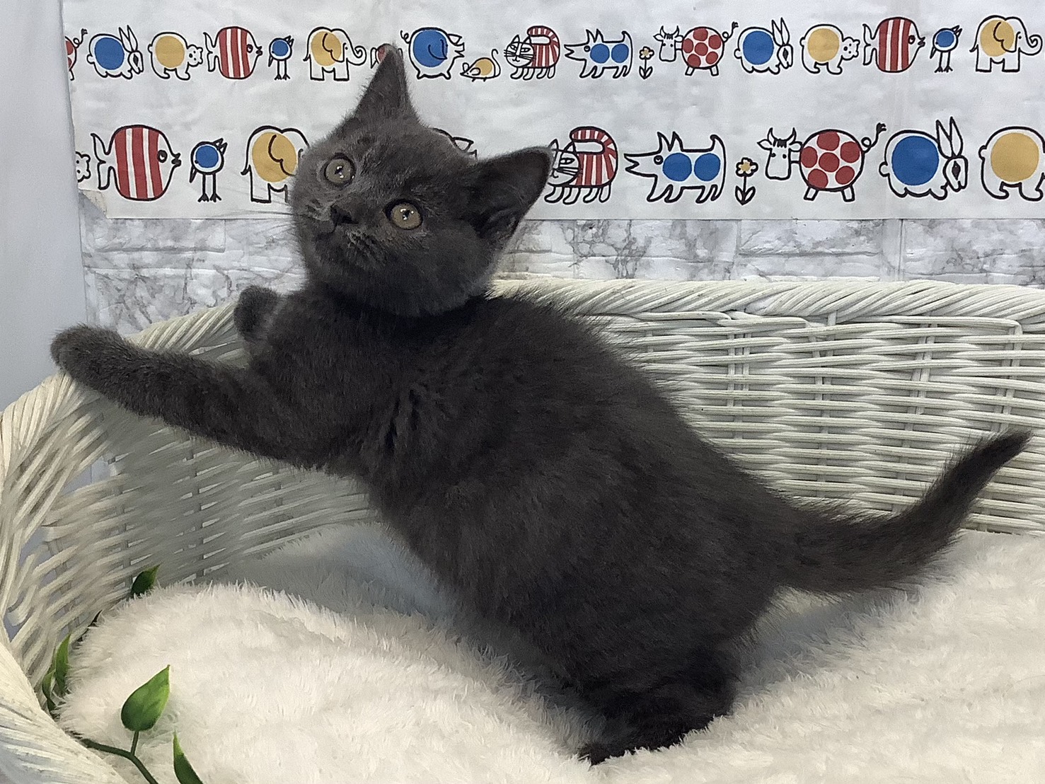 静岡県のブリティッシュショートヘアー (マルエスペットホームアシスト店/2025年8月27日生まれ/男の子/ブルー)の子猫の3枚目の画像