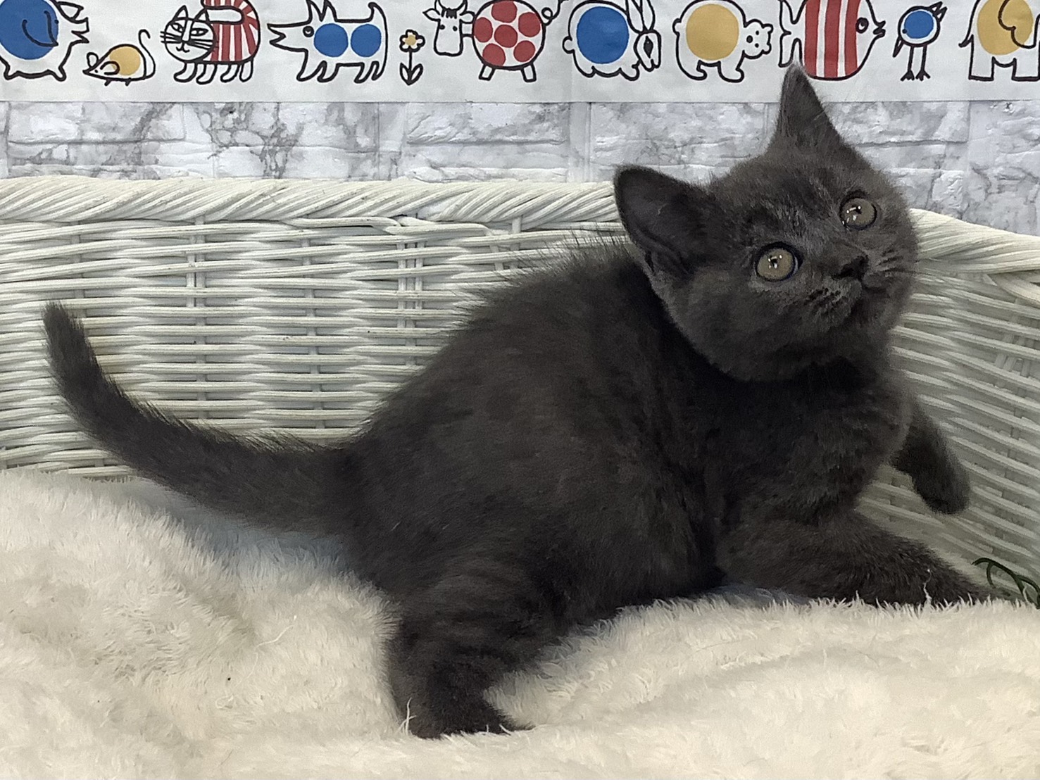 静岡県のブリティッシュショートヘアー (マルエスペットホームアシスト店/2025年8月27日生まれ/男の子/ブルー)の子猫の2枚目の画像