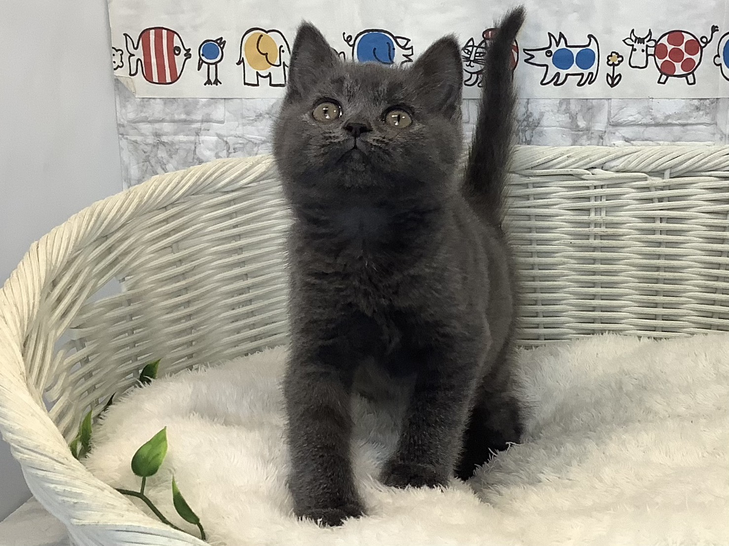 静岡県のブリティッシュショートヘアー (マルエスペットホームアシスト店/2025年8月27日生まれ/男の子/ブルー)の子猫の1枚目の画像
