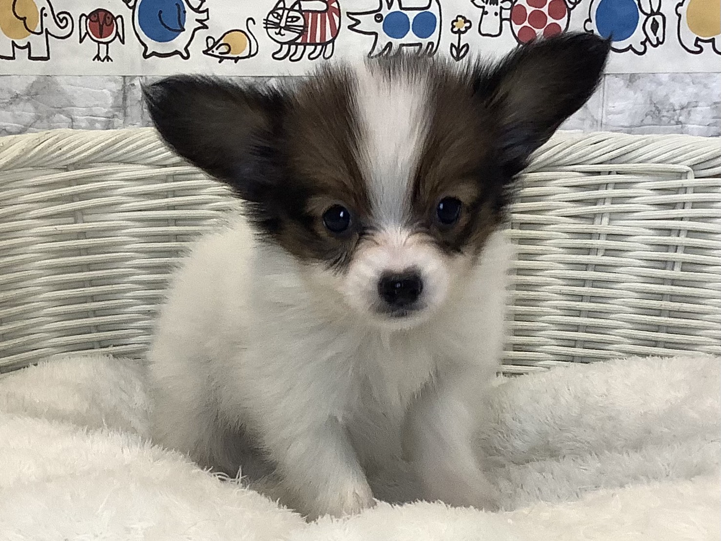 奈良県のパピヨン (マルエスペット 富雄店/2025年8月29日生まれ/女の子/ホワイトブラウン)の子犬の1枚目の画像