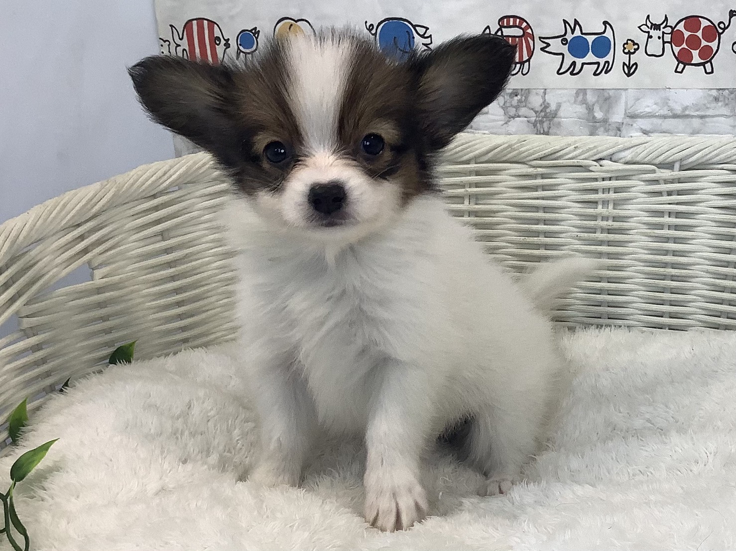 奈良県のパピヨン (マルエスペット 富雄店/2025年8月29日生まれ/女の子/ホワイトブラウン)の子犬の3枚目の画像