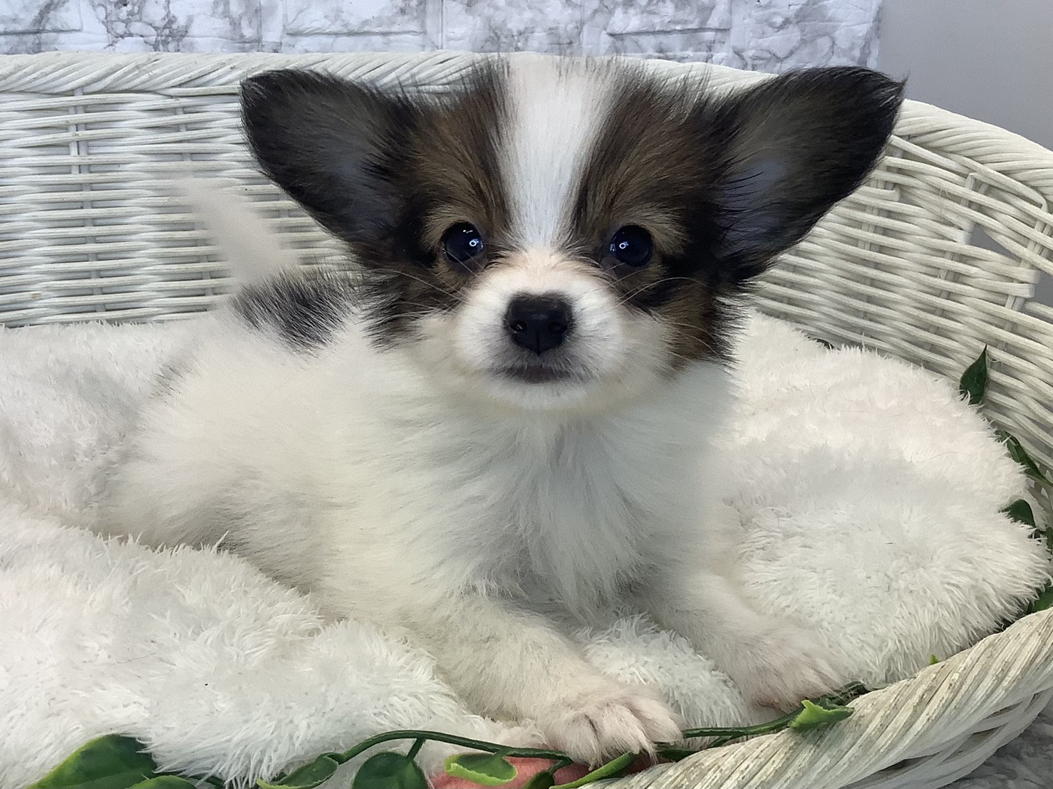 奈良県のパピヨン (マルエスペット 富雄店/2025年8月29日生まれ/女の子/ホワイトブラウン)の子犬の2枚目の画像