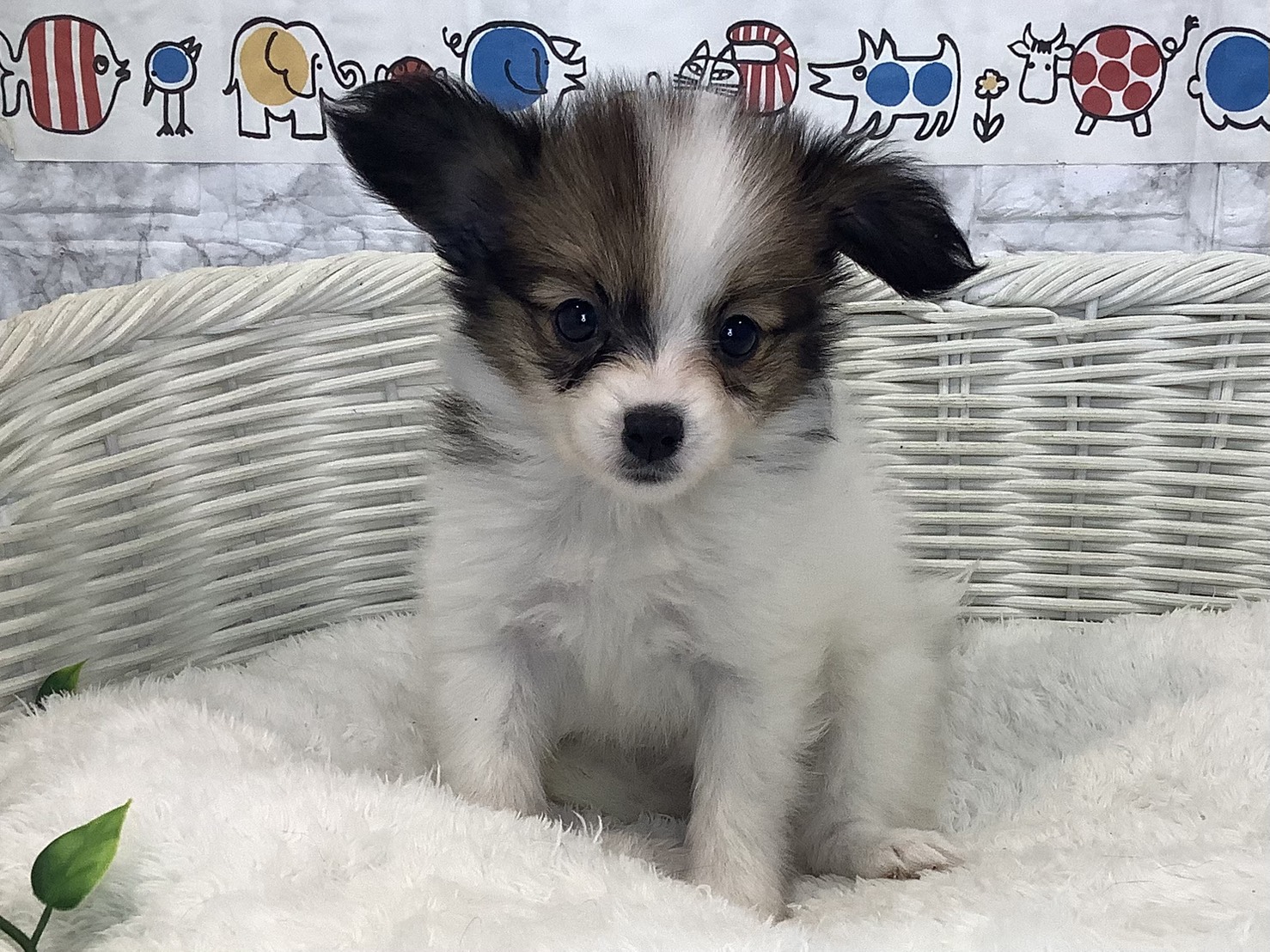 奈良県のパピヨン (マルエスペット いかるが店/2025年8月29日生まれ/女の子/ホワイトブラウン)の子犬の1枚目の画像