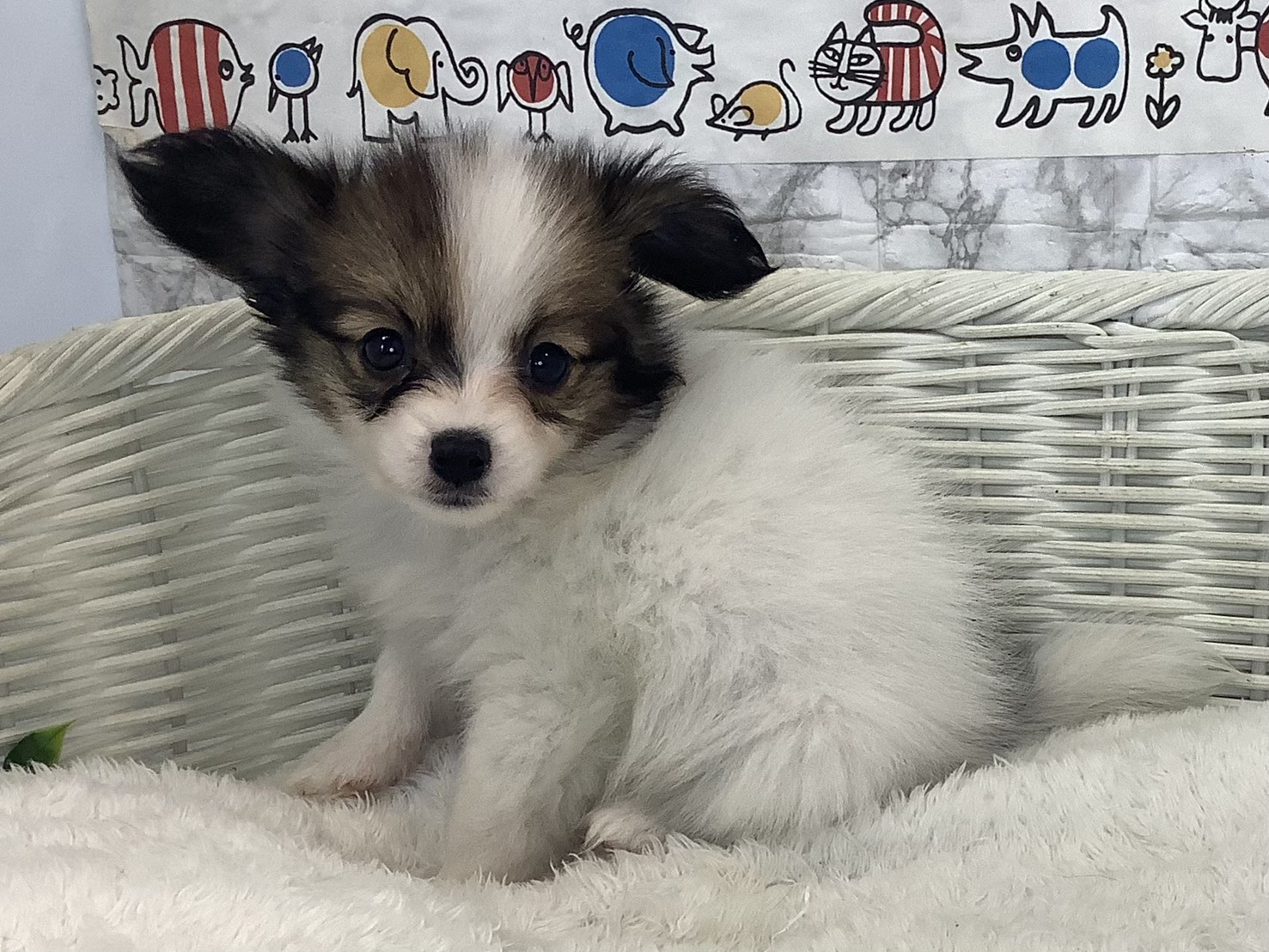 奈良県のパピヨン (マルエスペット いかるが店/2025年8月29日生まれ/女の子/ホワイトブラウン)の子犬の3枚目の画像