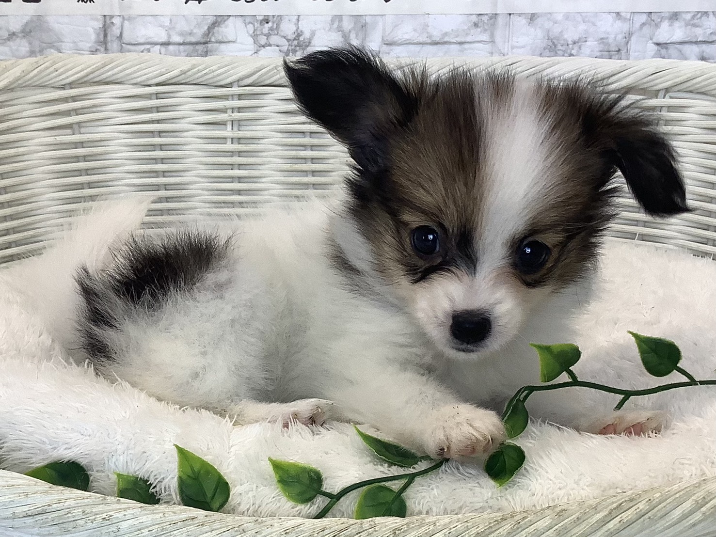 奈良県のパピヨン (マルエスペット いかるが店/2025年8月29日生まれ/女の子/ホワイトブラウン)の子犬の2枚目の画像