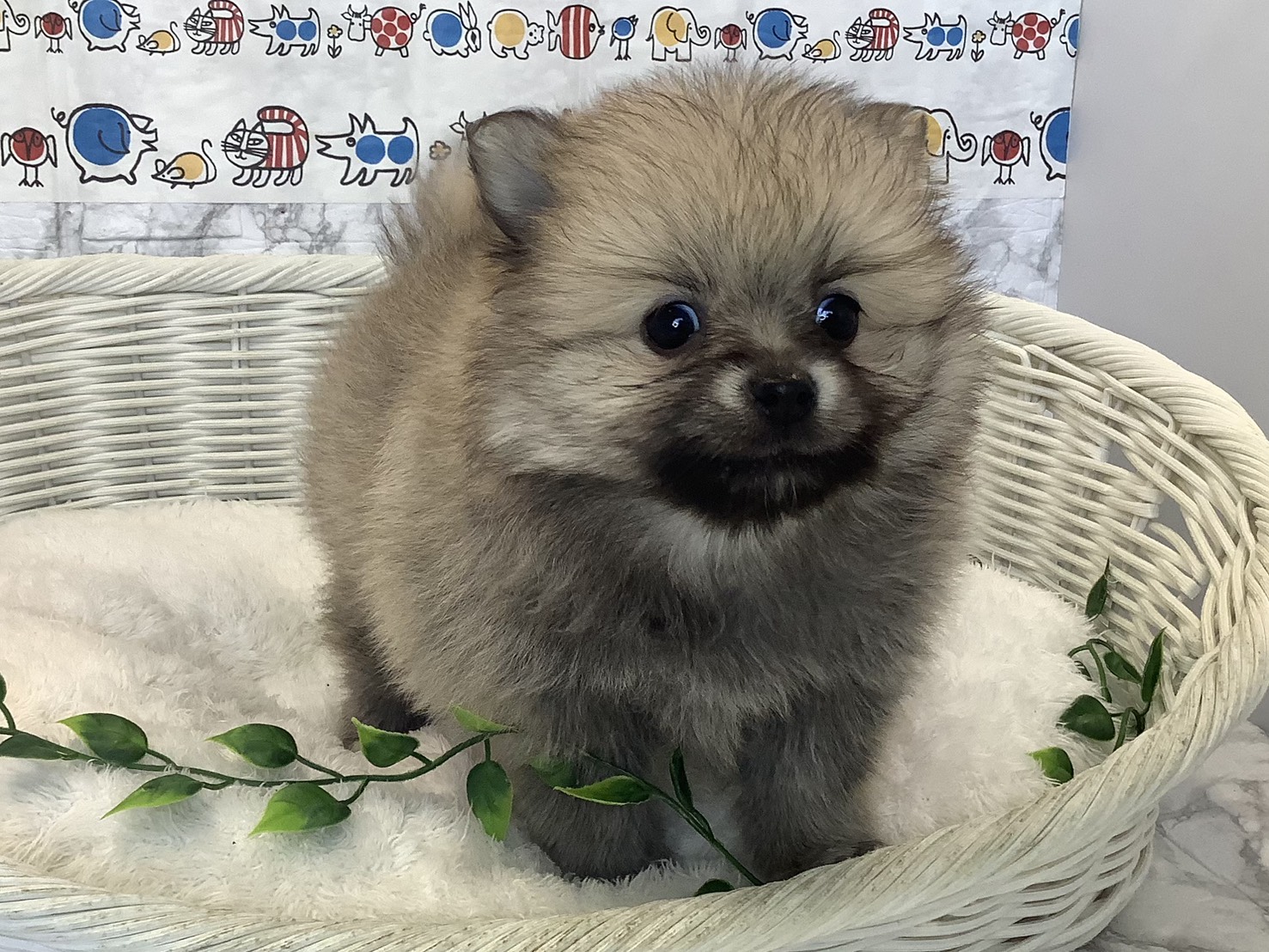 奈良県のポメラニアン (マルエスペット いかるが店/2025年8月31日生まれ/男の子/ウルフセーブル)の子犬の1枚目の画像