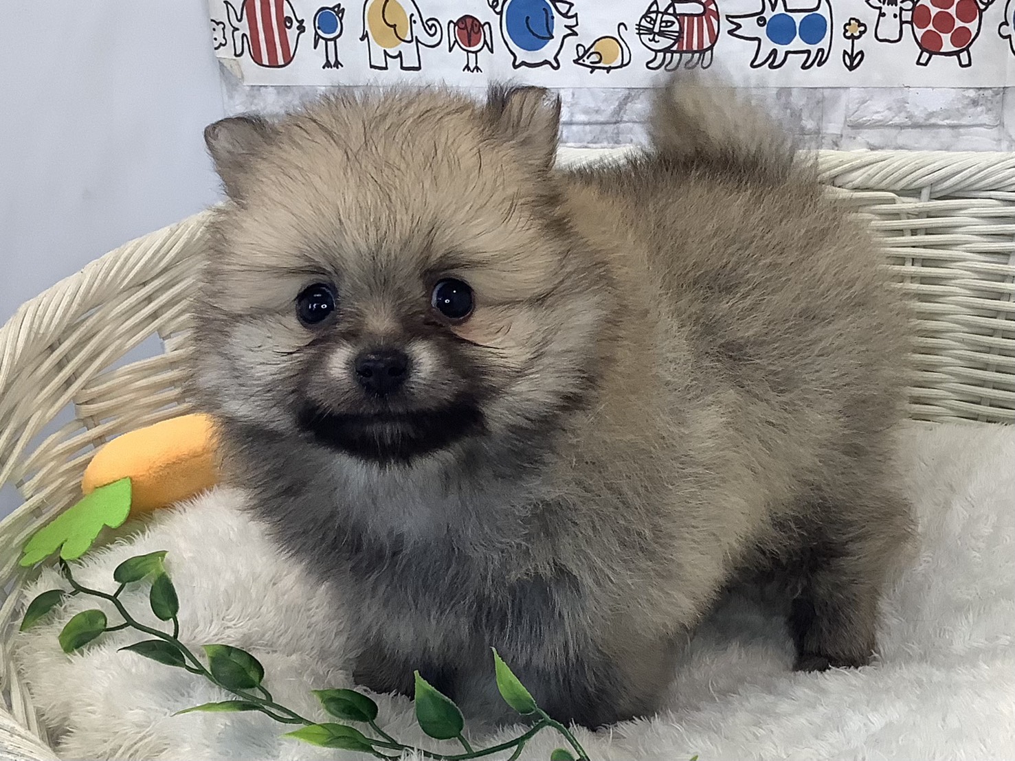 奈良県のポメラニアン (マルエスペット いかるが店/2025年8月31日生まれ/男の子/ウルフセーブル)の子犬の3枚目の画像